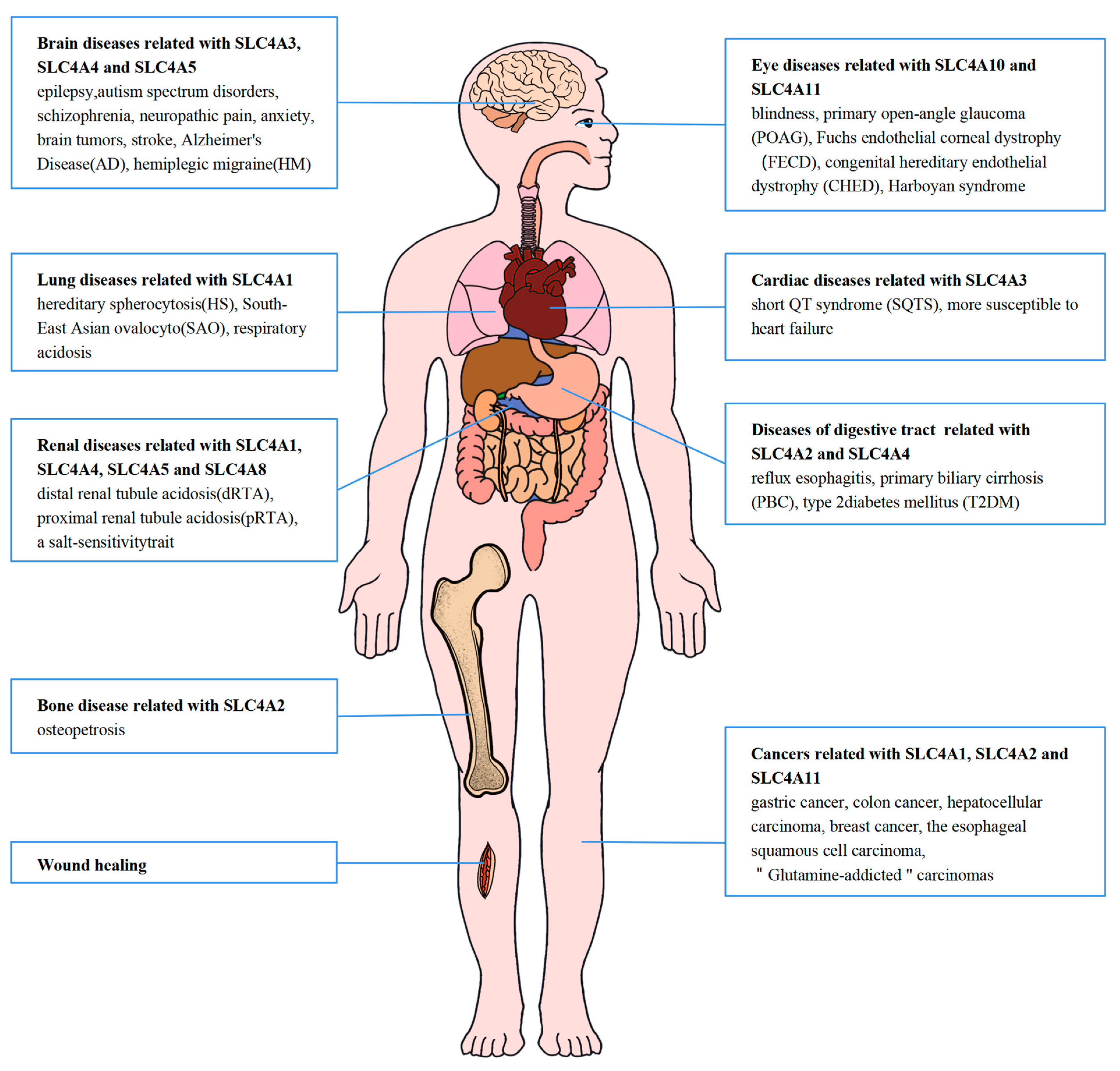 Ijms 24 15166 g001 Ijms 24 15166 g001