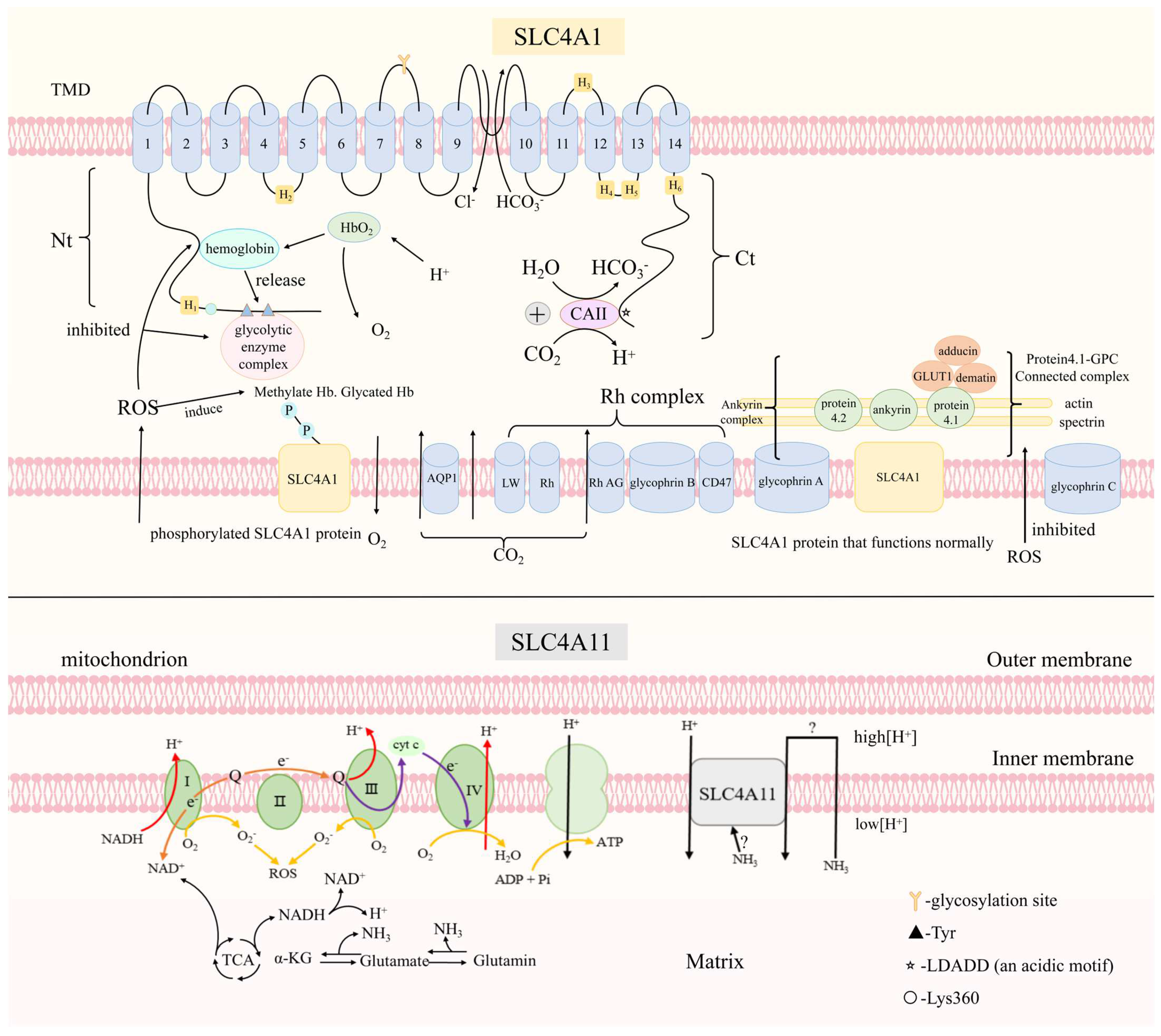 Ijms 24 15166 g002 Ijms 24 15166 g002