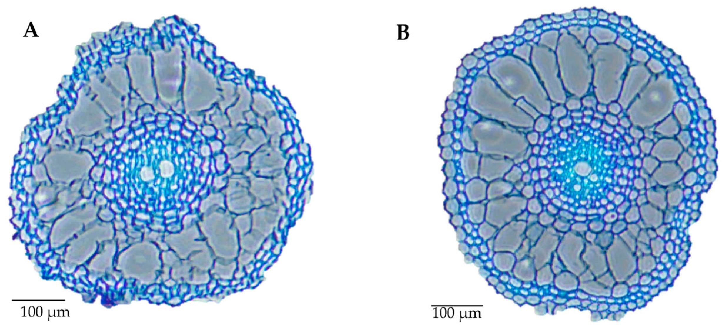 Ijms 24 15167 g001 Ijms 24 15167 g001
