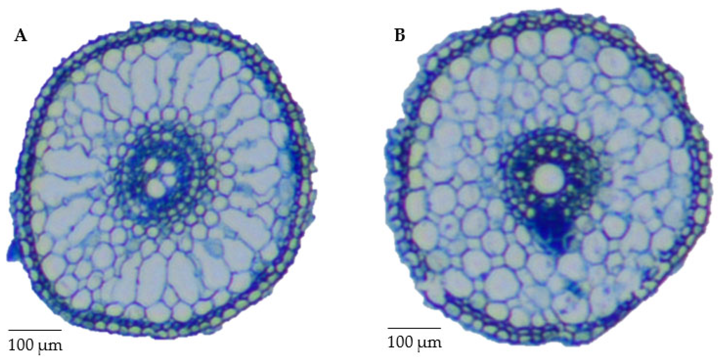 Ijms 24 15167 g005 Ijms 24 15167 g005