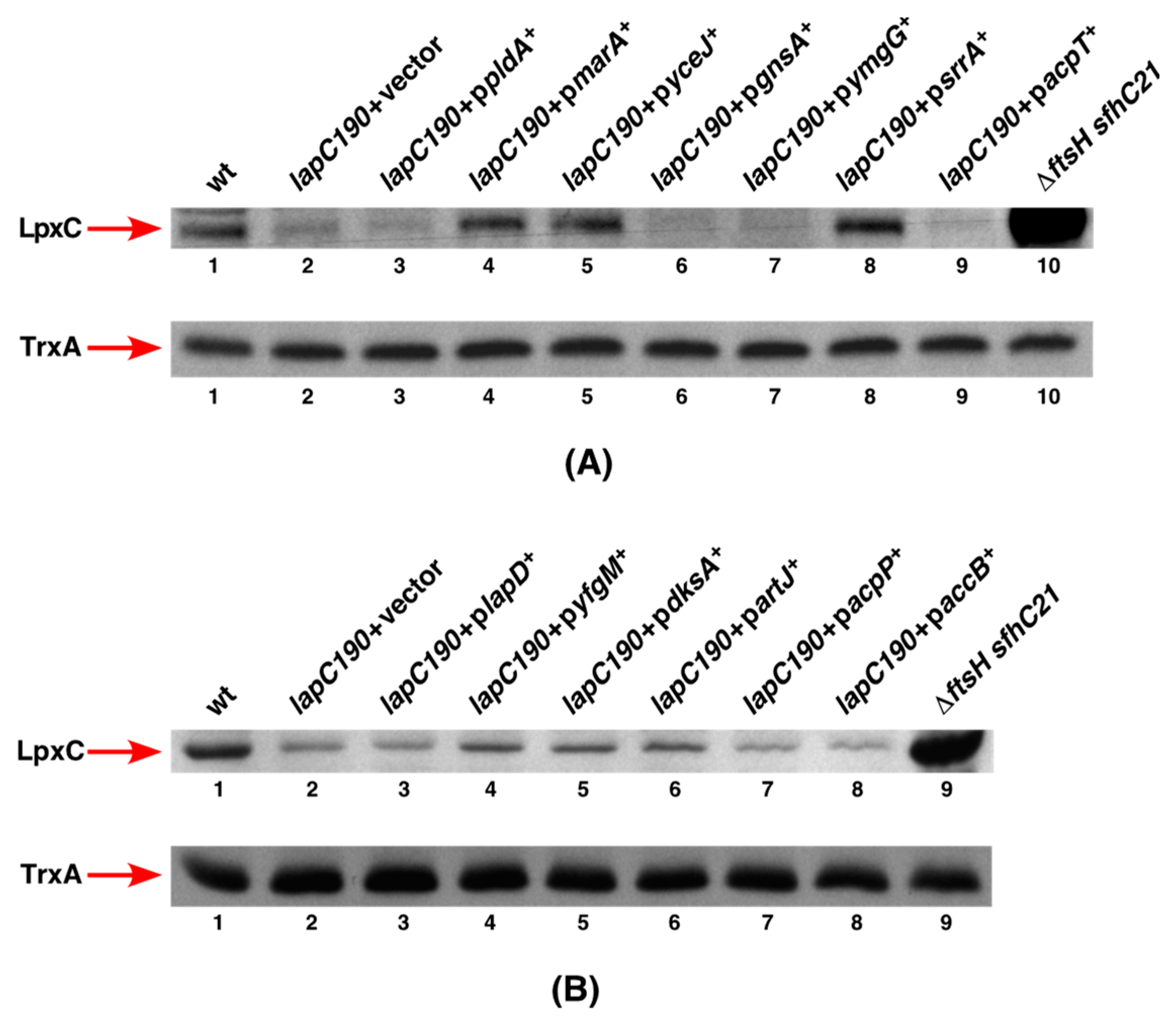 Ijms 24 15174 g005 Ijms 24 15174 g005