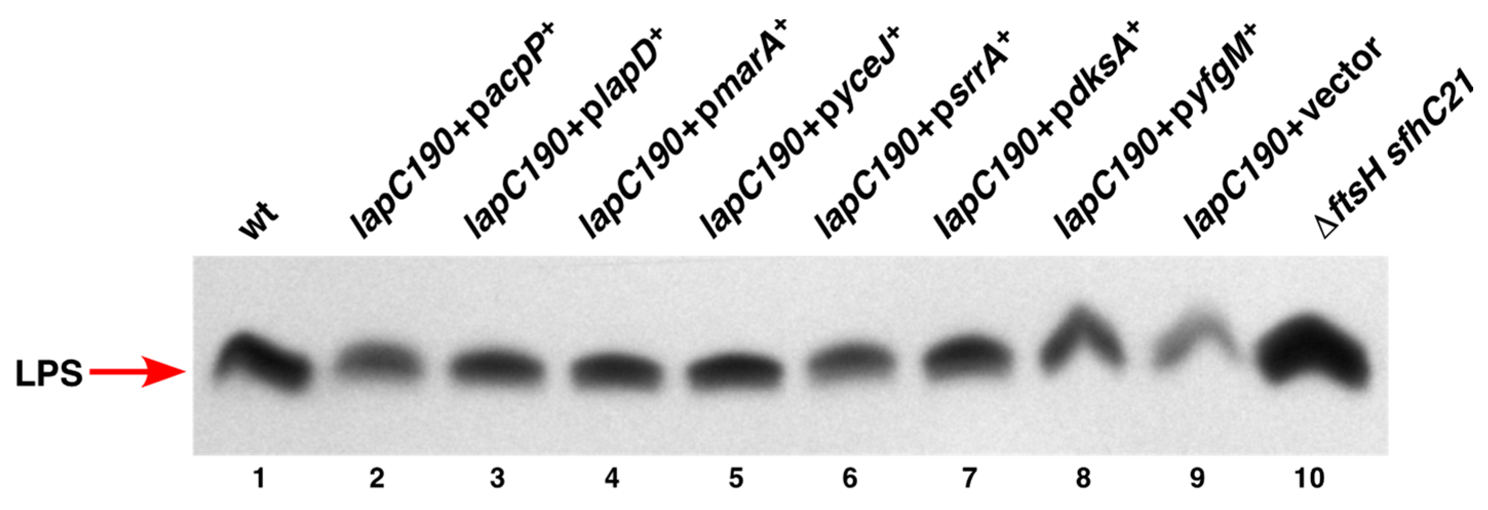 Ijms 24 15174 g006 Ijms 24 15174 g006