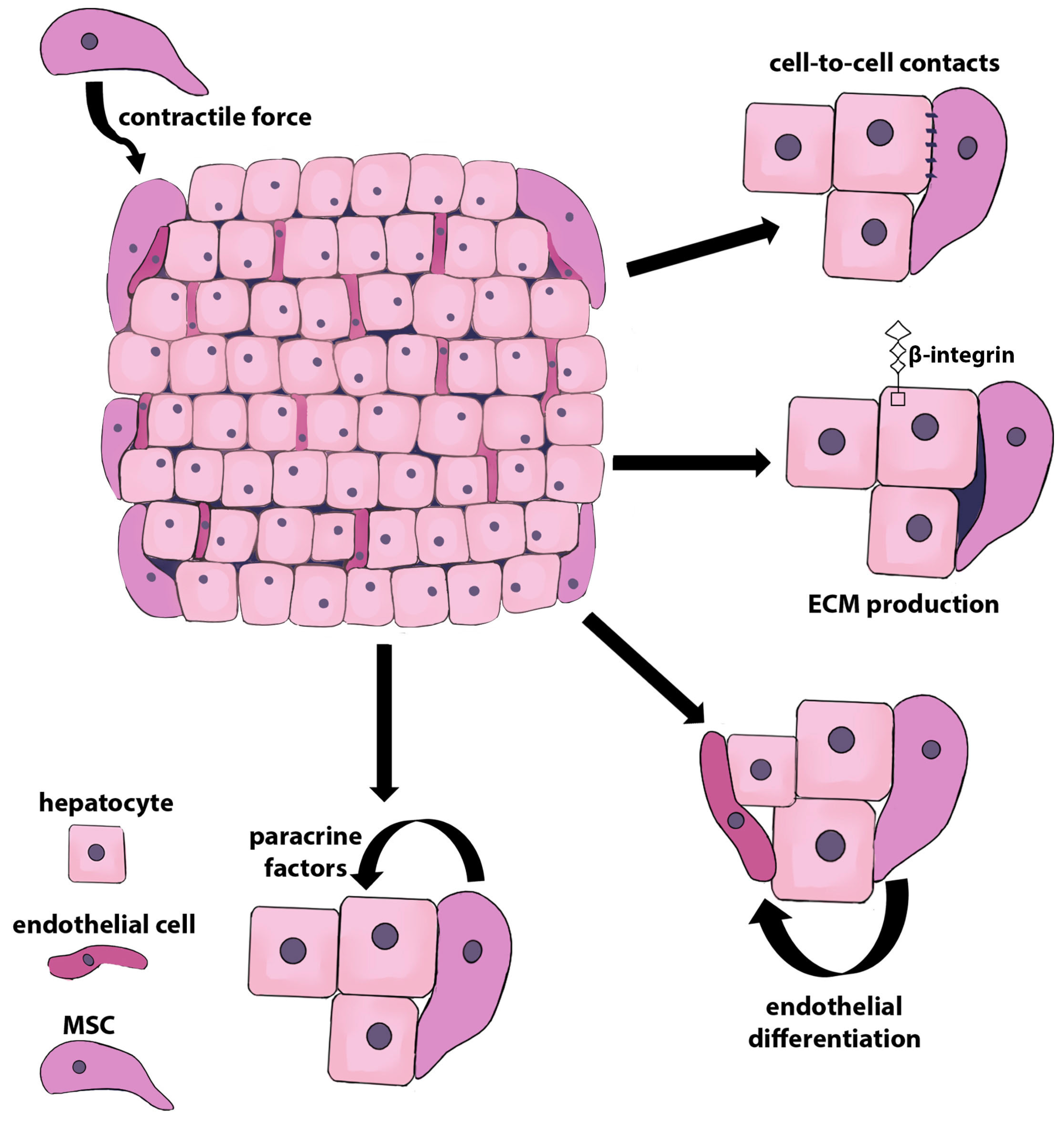 Ijms 24 15212 g001 Ijms 24 15212 g001