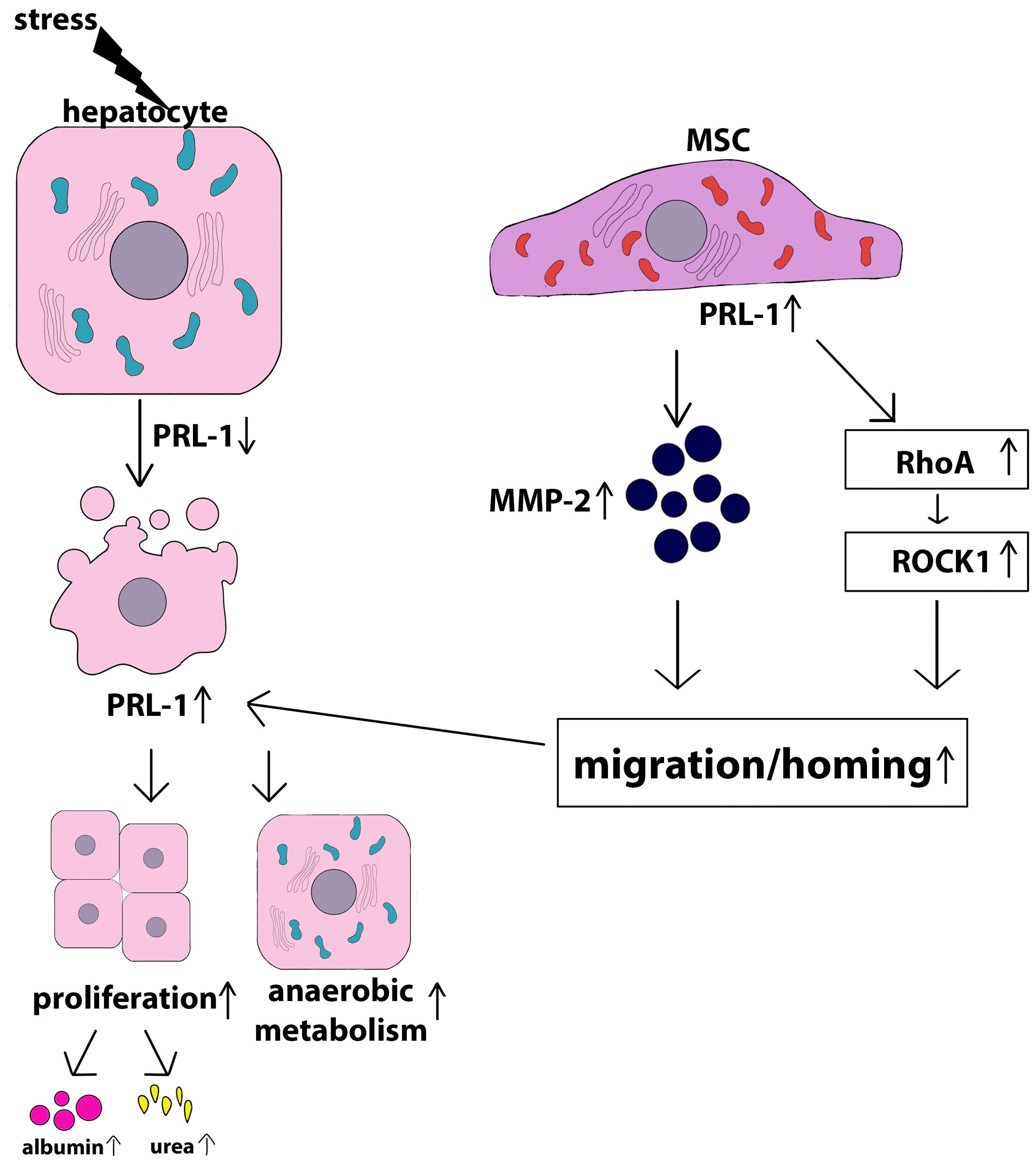 Ijms 24 15212 g004 Ijms 24 15212 g004