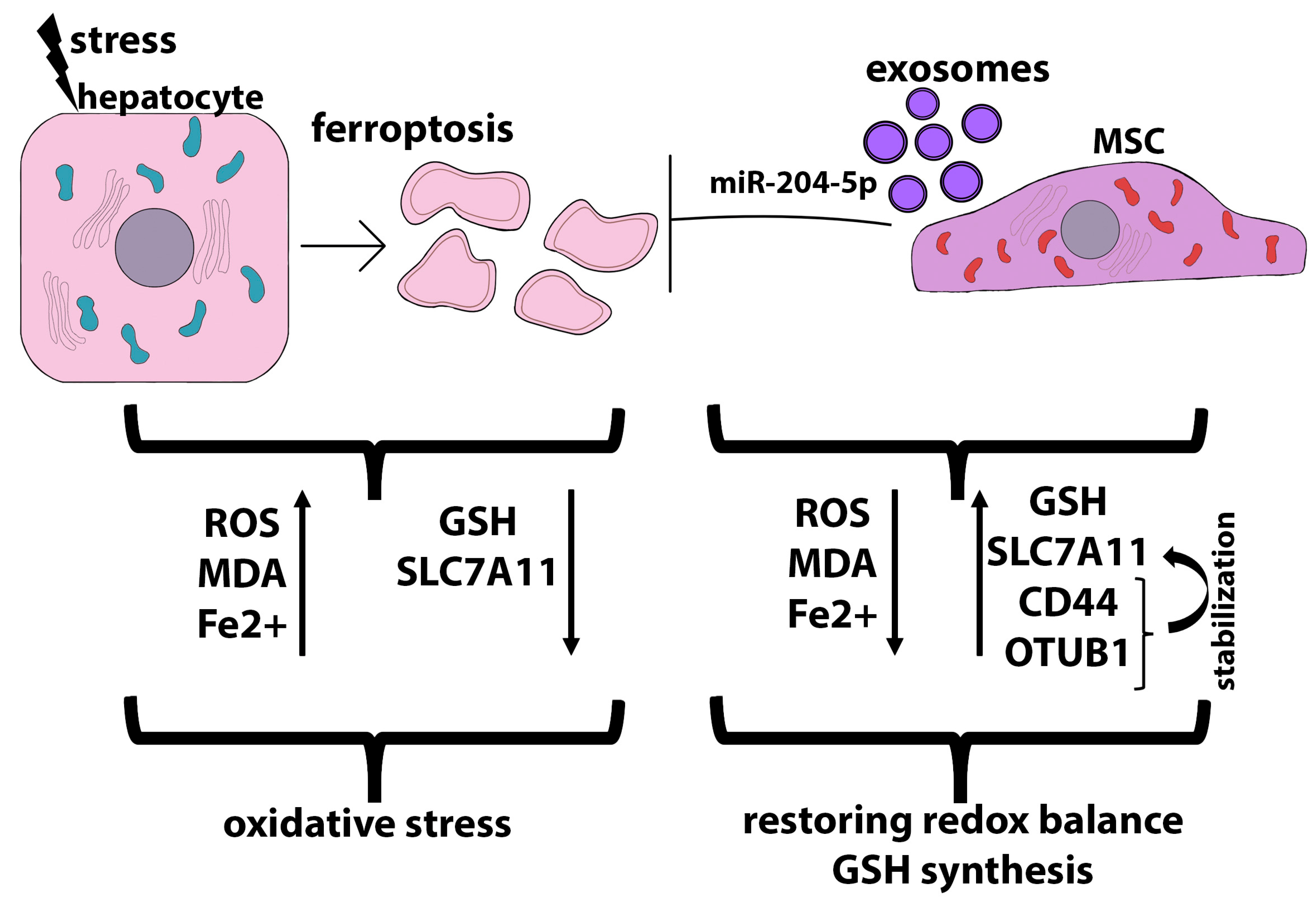 Ijms 24 15212 g005 Ijms 24 15212 g005