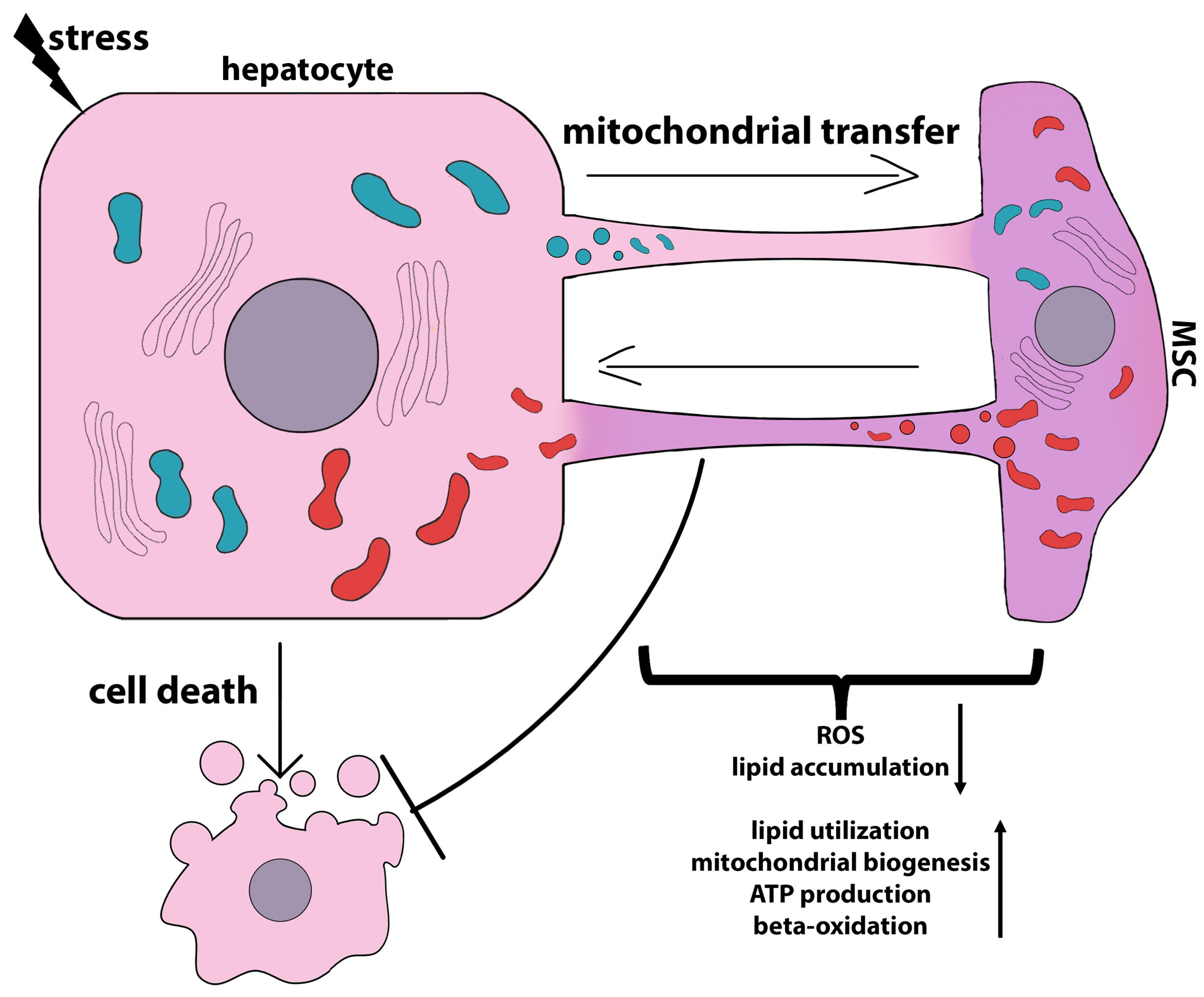 Ijms 24 15212 g007 Ijms 24 15212 g007