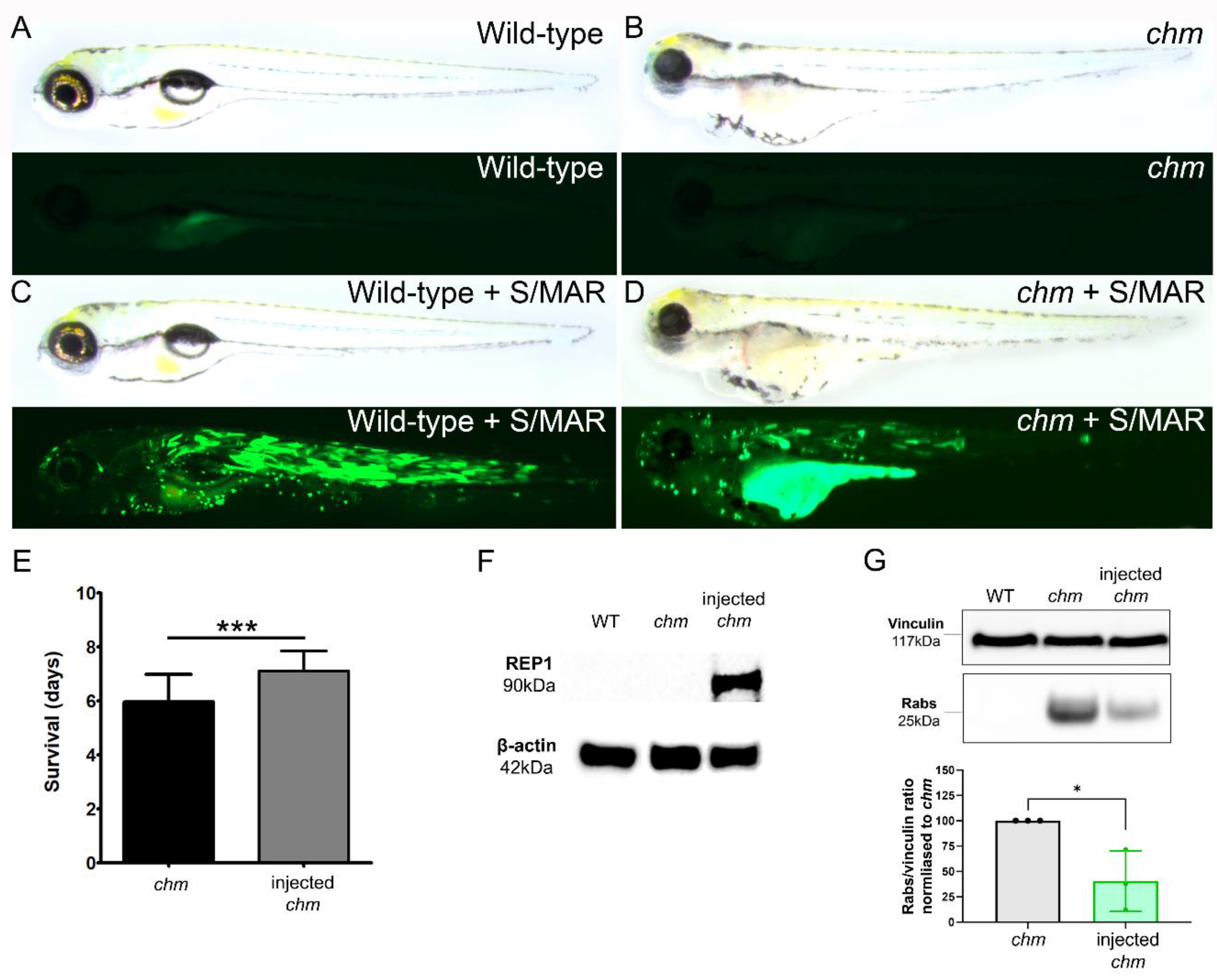 Ijms 24 15225 g003 Ijms 24 15225 g003