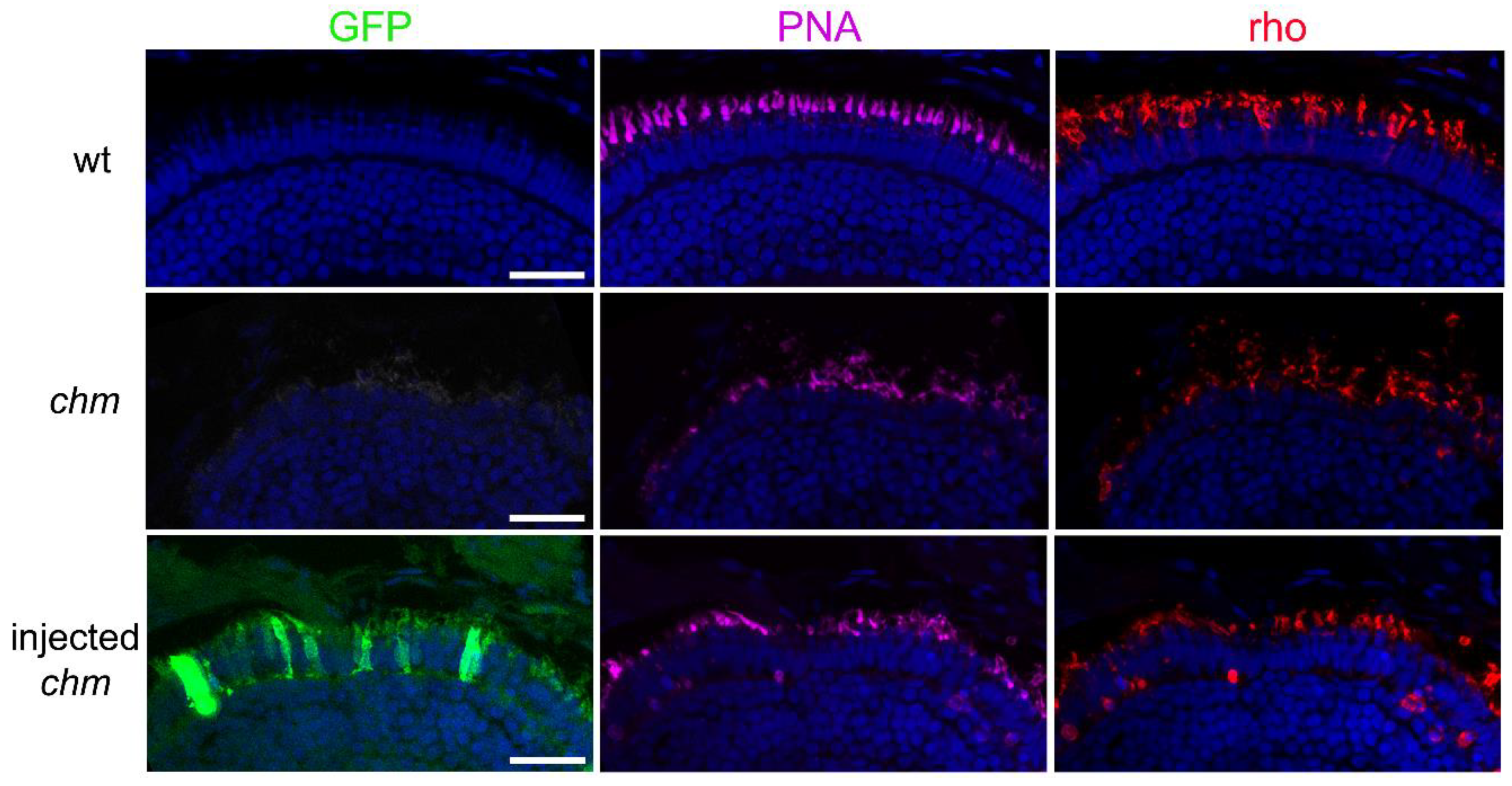 Ijms 24 15225 g004 Ijms 24 15225 g004
