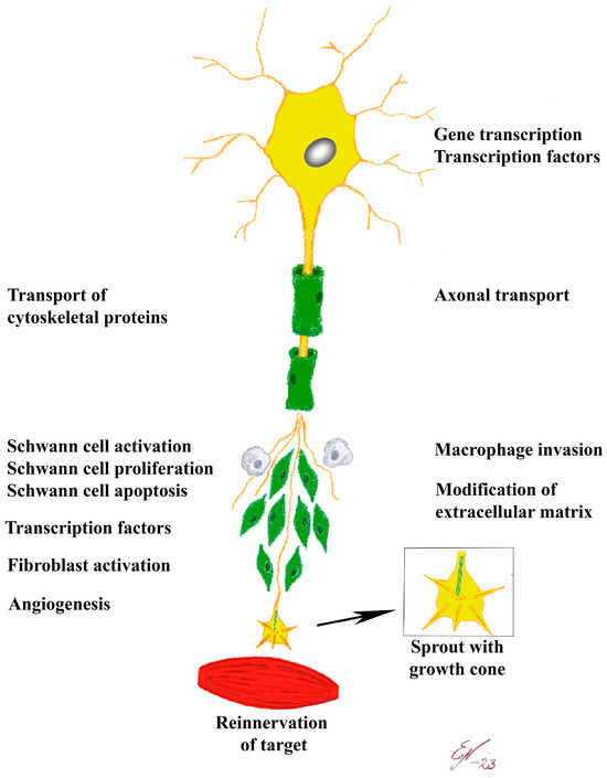 acetyl l carnitine nerve growth factor Comprehensive review of the expanding roles of the carnitine pool in  metabolic physiology: beyond fatty acid oxidation | Journal of  Translational Medicine