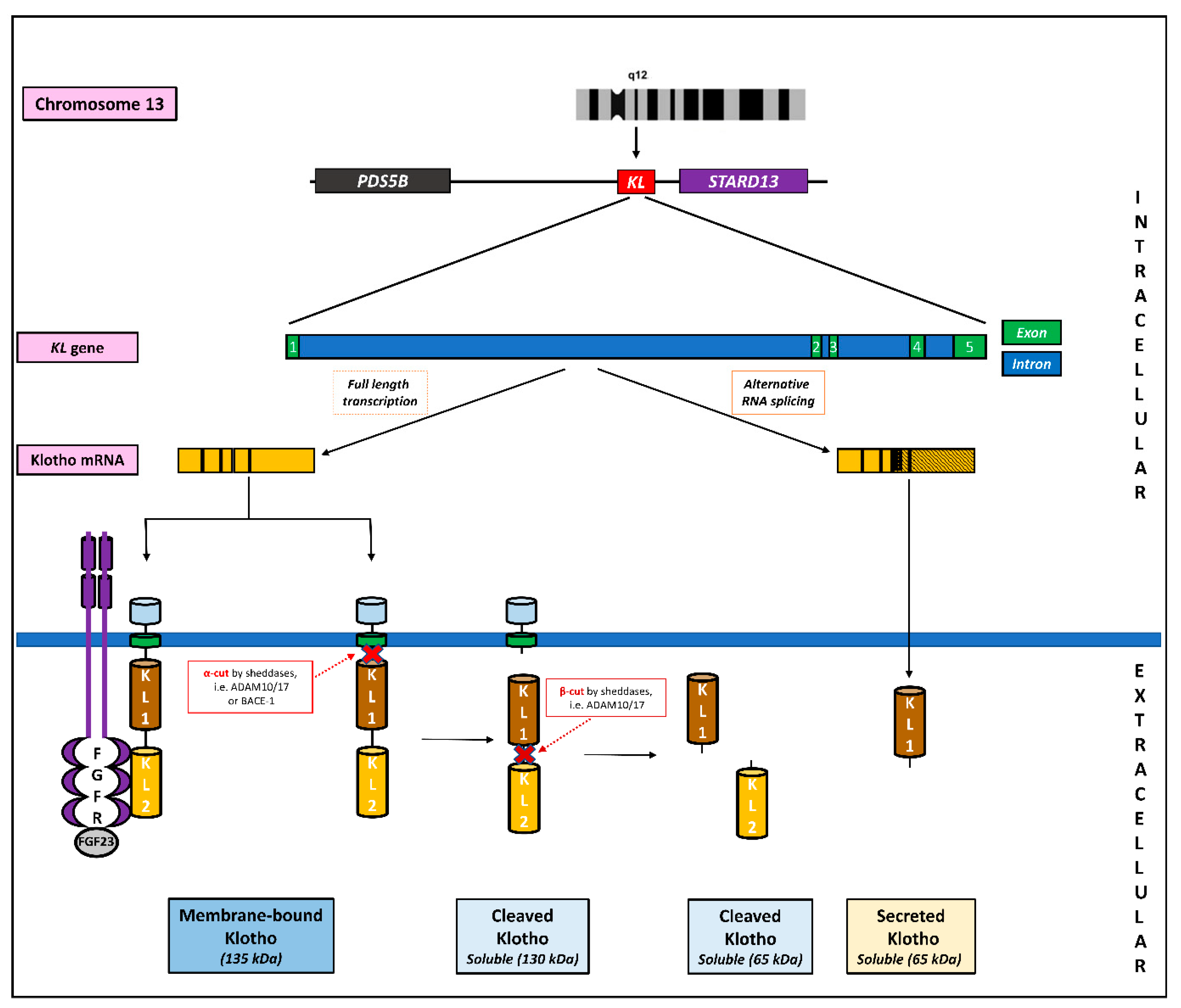 The Importance of α-Klotho in Depression and Cognitive