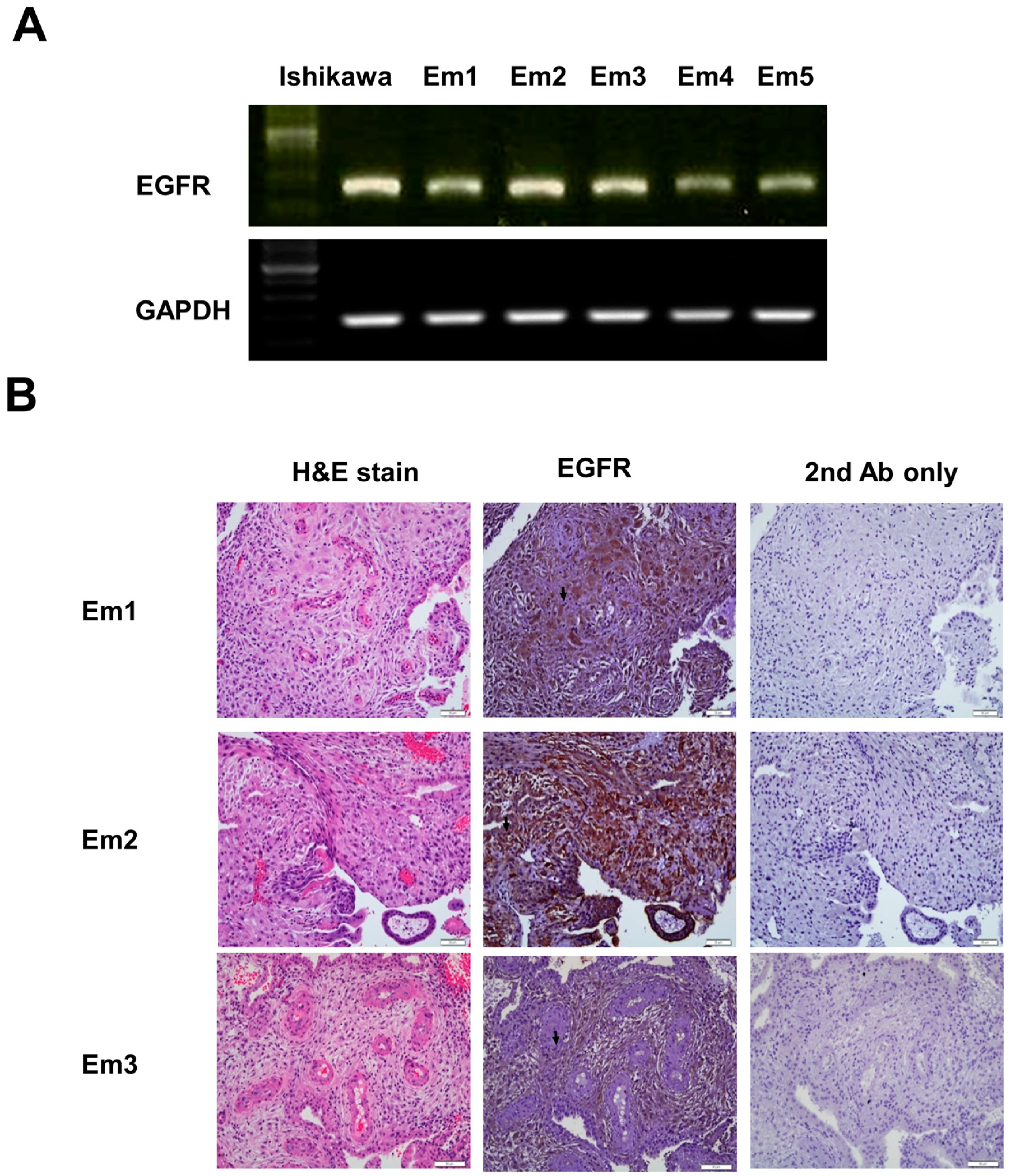 Ijms 24 15271 g003 Ijms 24 15271 g003