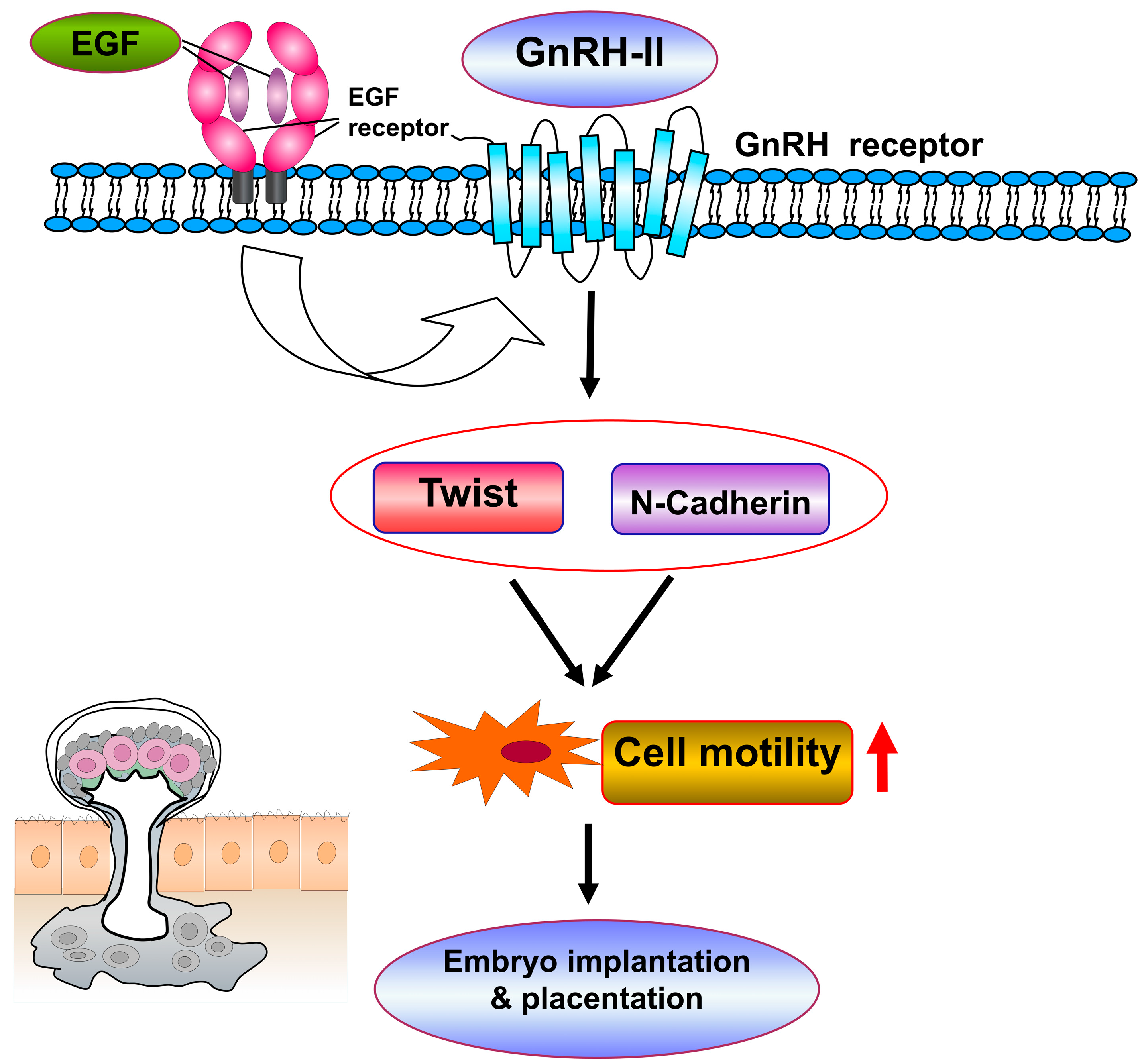 Ijms 24 15271 g009 Ijms 24 15271 g009