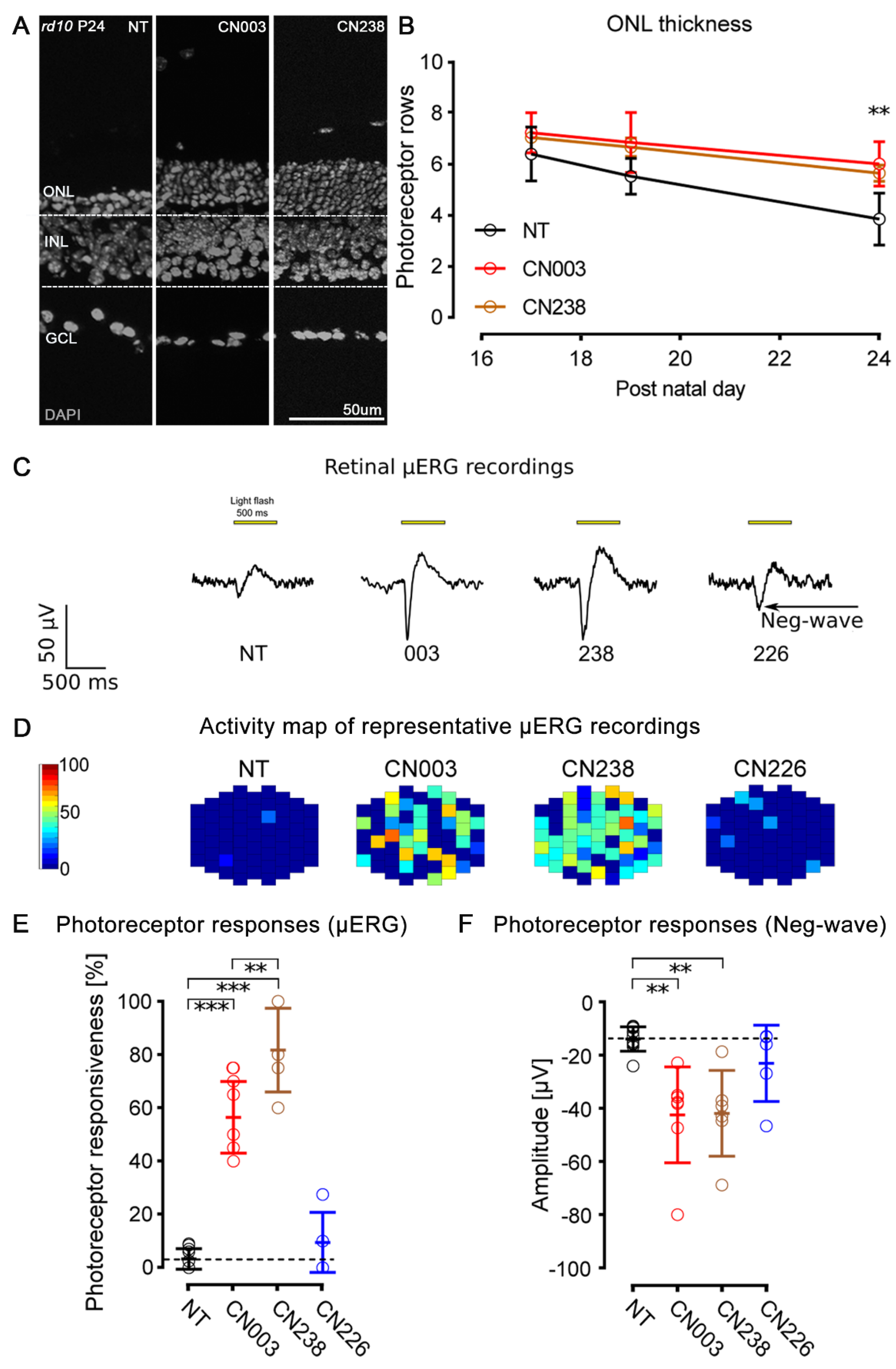 jnk 様 Phospho-JNK1/JNK2 (Thr183, Tyr185) Polyclonal Antibody (44-682G)
