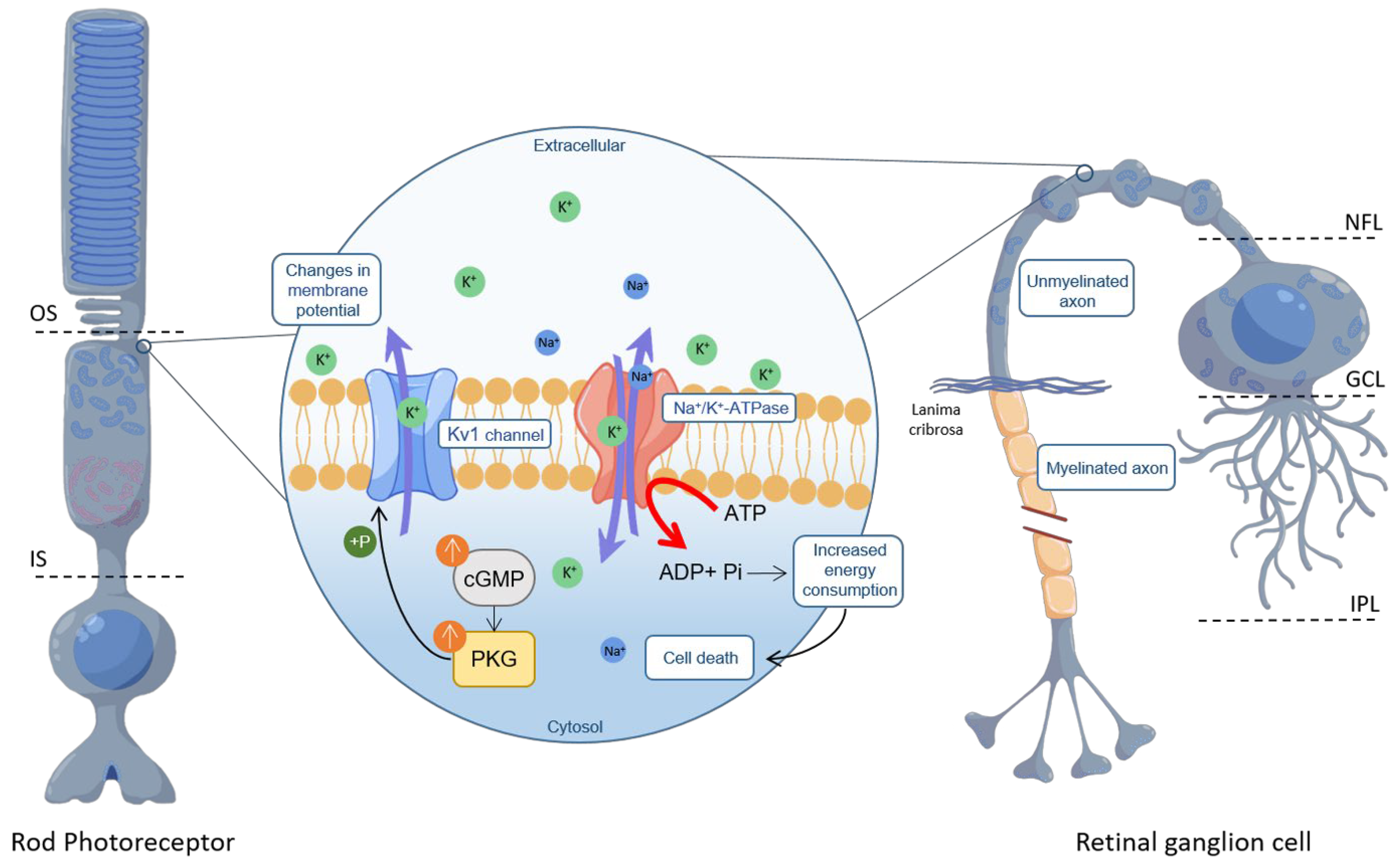 Ijms 24 15277 g006 Ijms 24 15277 g006