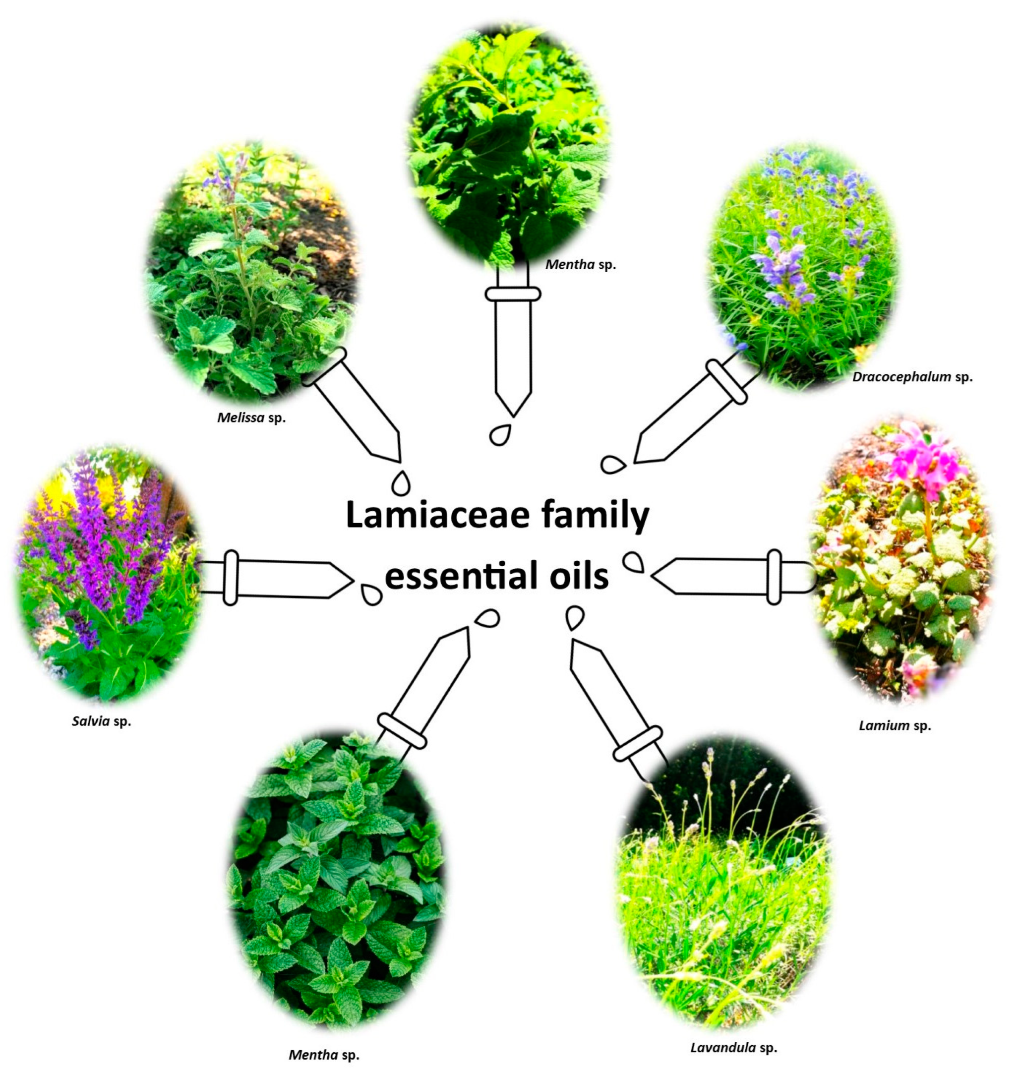 Ijms 24 15279 g001 Ijms 24 15279 g001