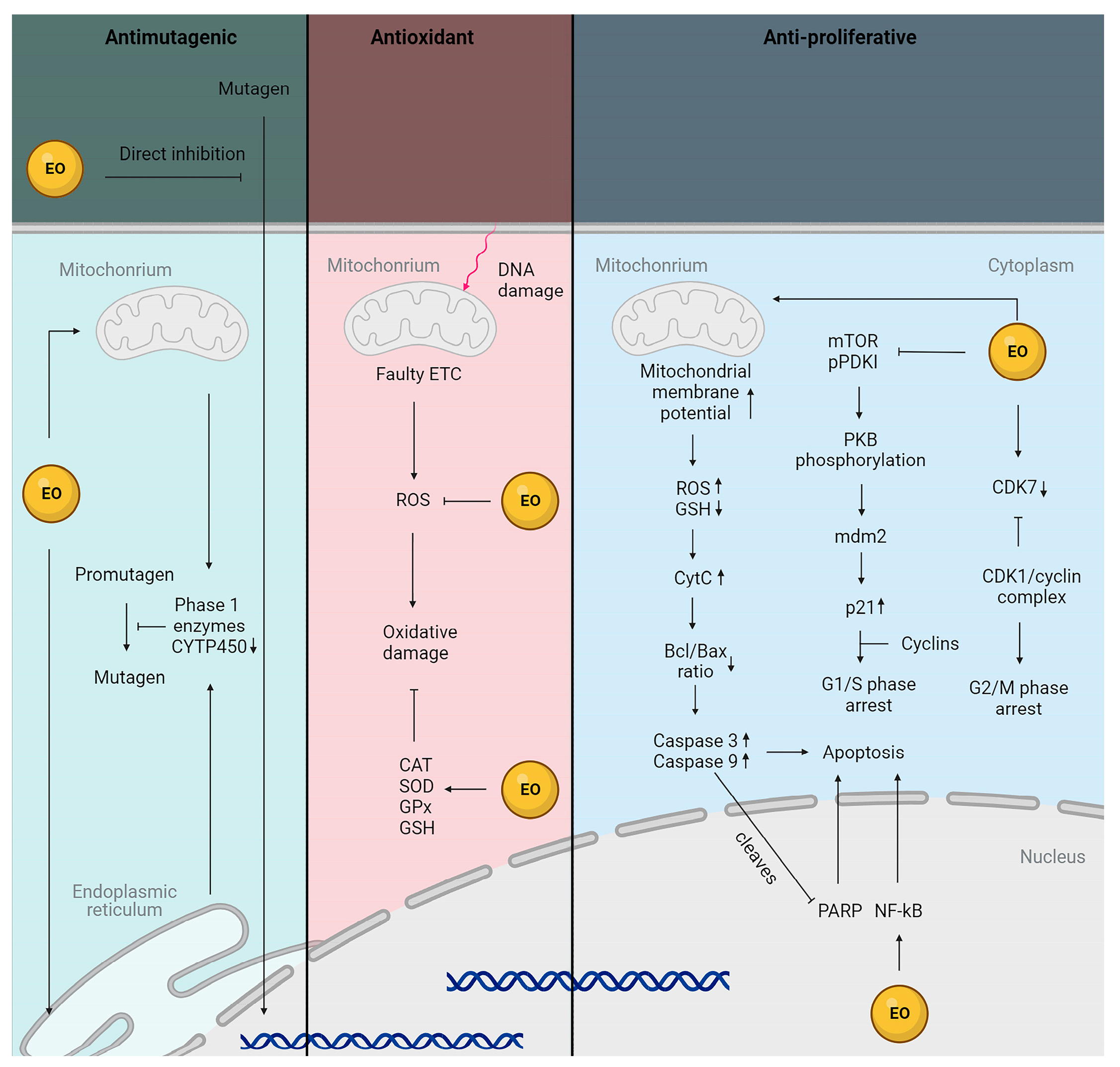 Ijms 24 15279 g004 Ijms 24 15279 g004