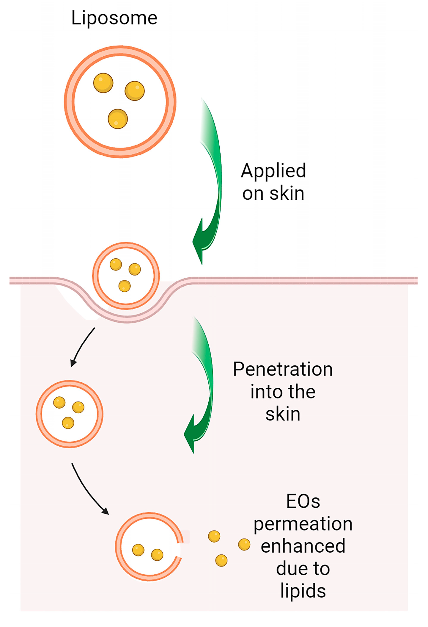 Ijms 24 15279 g005 Ijms 24 15279 g005