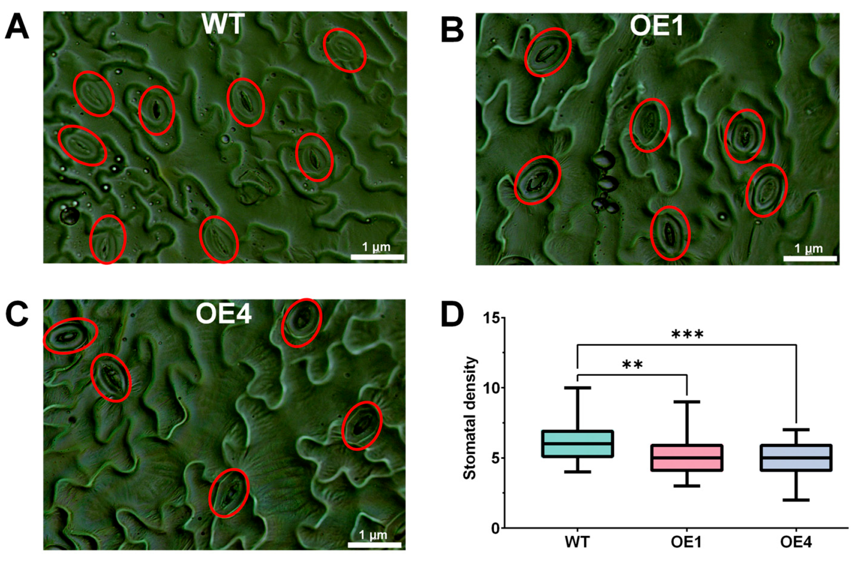 Ijms 24 15280 g007 Ijms 24 15280 g007