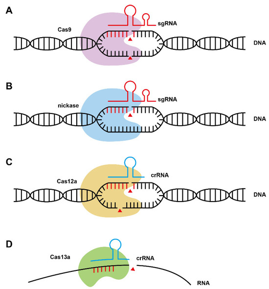 IJMS | Free Full-Text | CRISPR-Cas Technology for Bioengineering ...