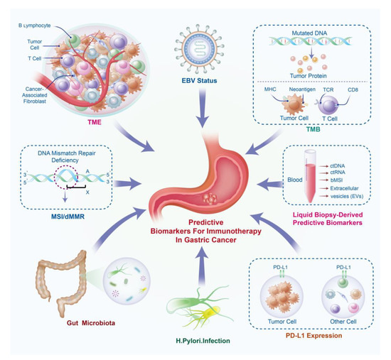 Predictive Biomarkers for Immunotherapy in Gastric Cancer