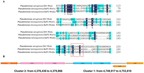 スパイク 身長153cmのライダーから見た、カワサキ「Ninja ZX-25R」の足