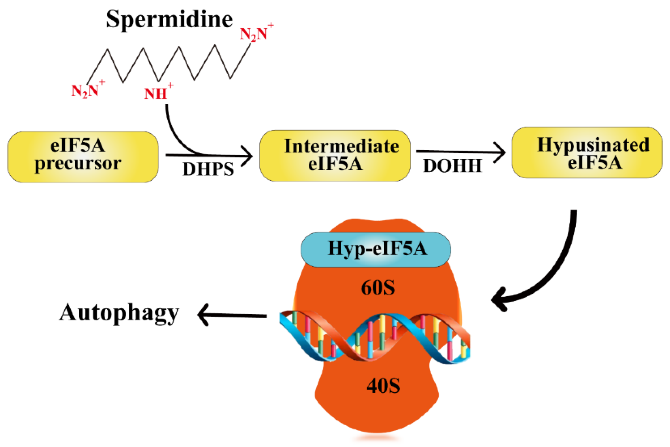 IJMS | Free Full-Text | Polyamines in Ovarian Aging and Disease