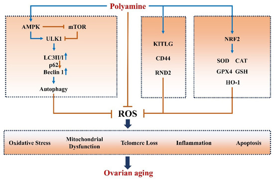 H.Y Polyamines in Ovarian Aging and Disease