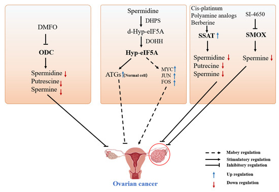 H.Y Polyamines in Ovarian Aging and Disease