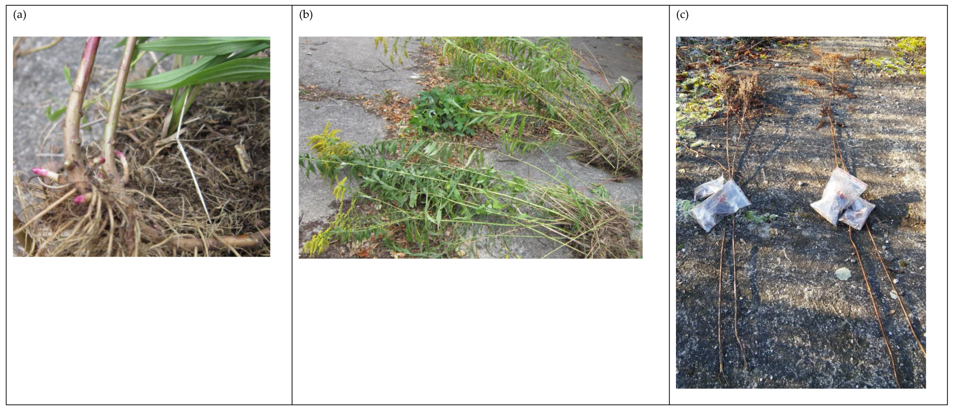 Ijms 24 15368 g009 Ijms 24 15368 g009