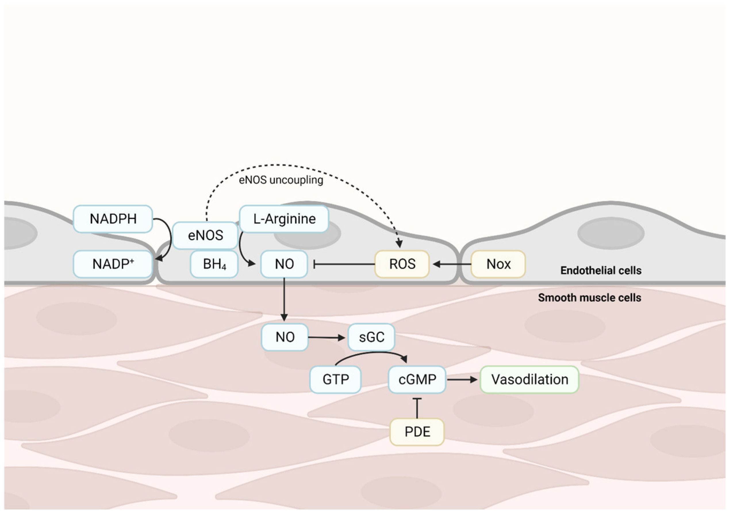 Ijms 24 15379 g002 Ijms 24 15379 g002