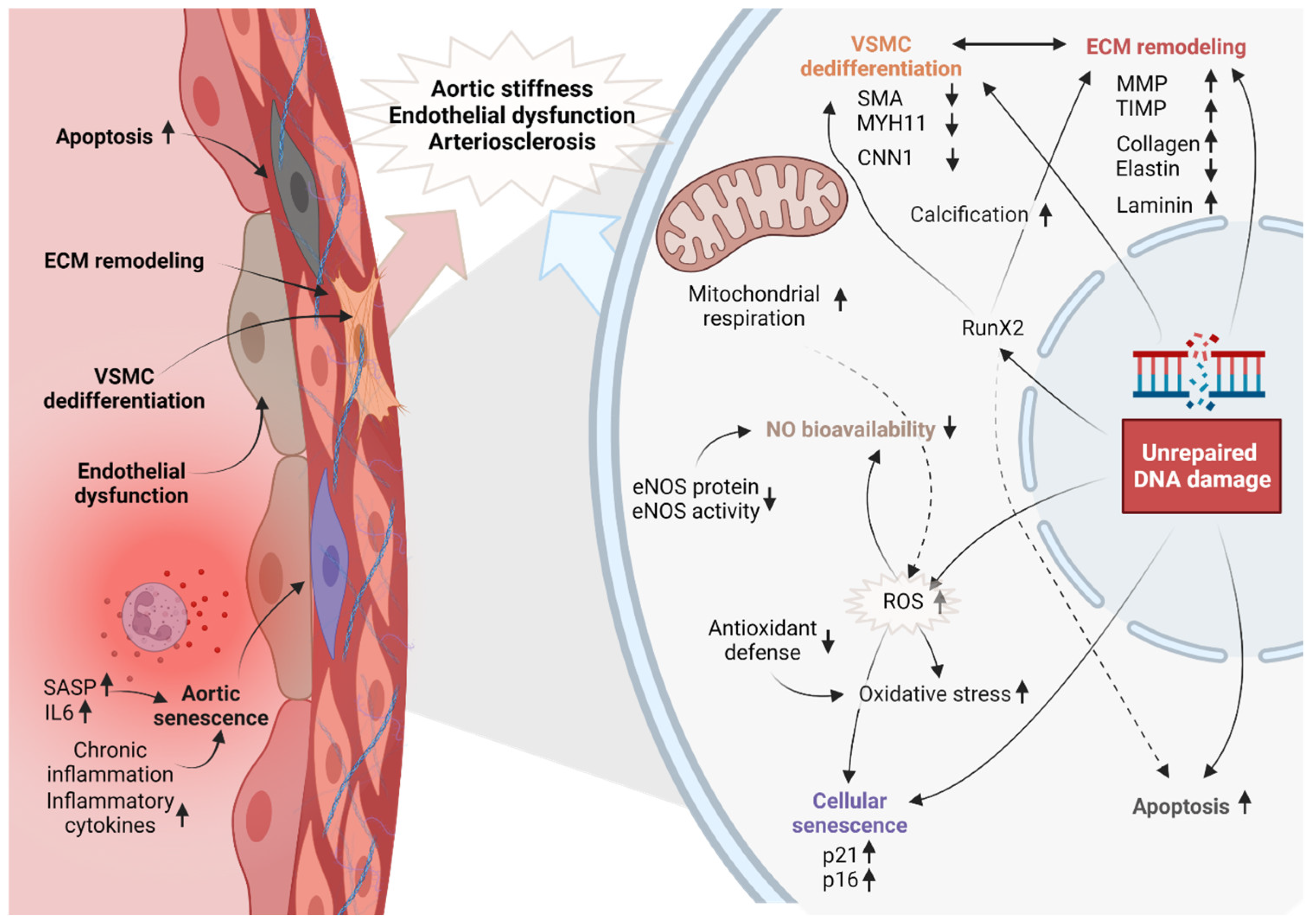 Ijms 24 15379 g004 Ijms 24 15379 g004