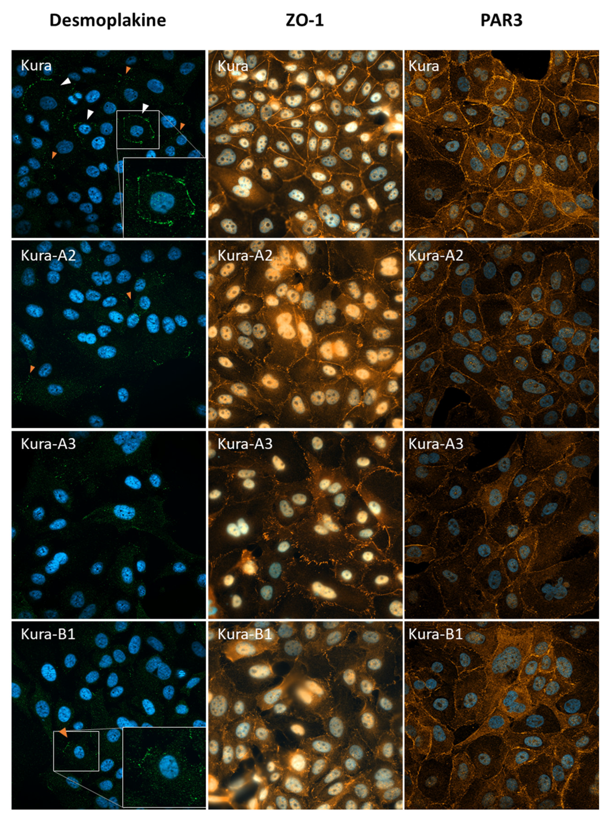 Ijms 24 15413 g004 Ijms 24 15413 g004