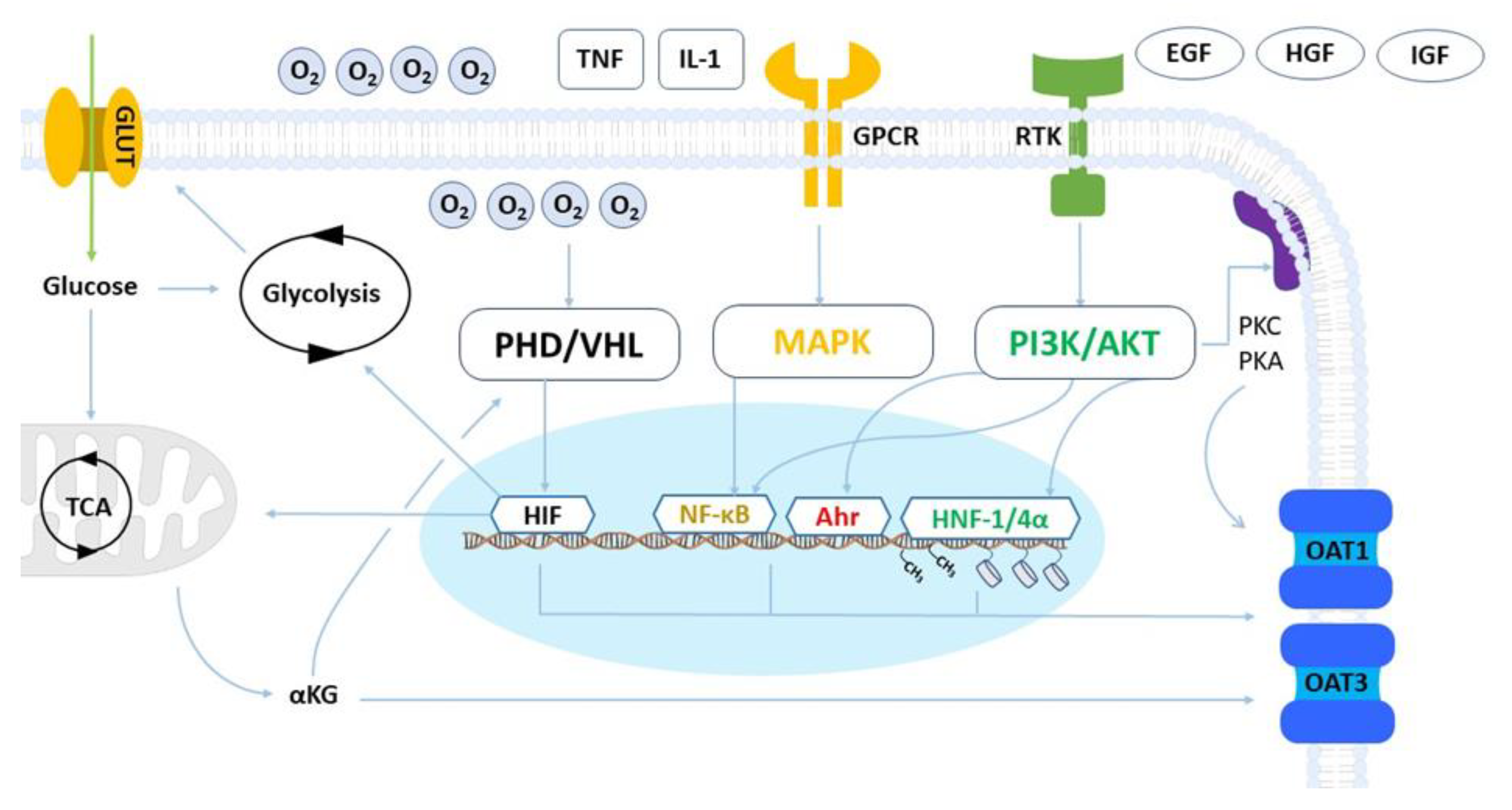 Ijms 24 15419 g001 Ijms 24 15419 g001