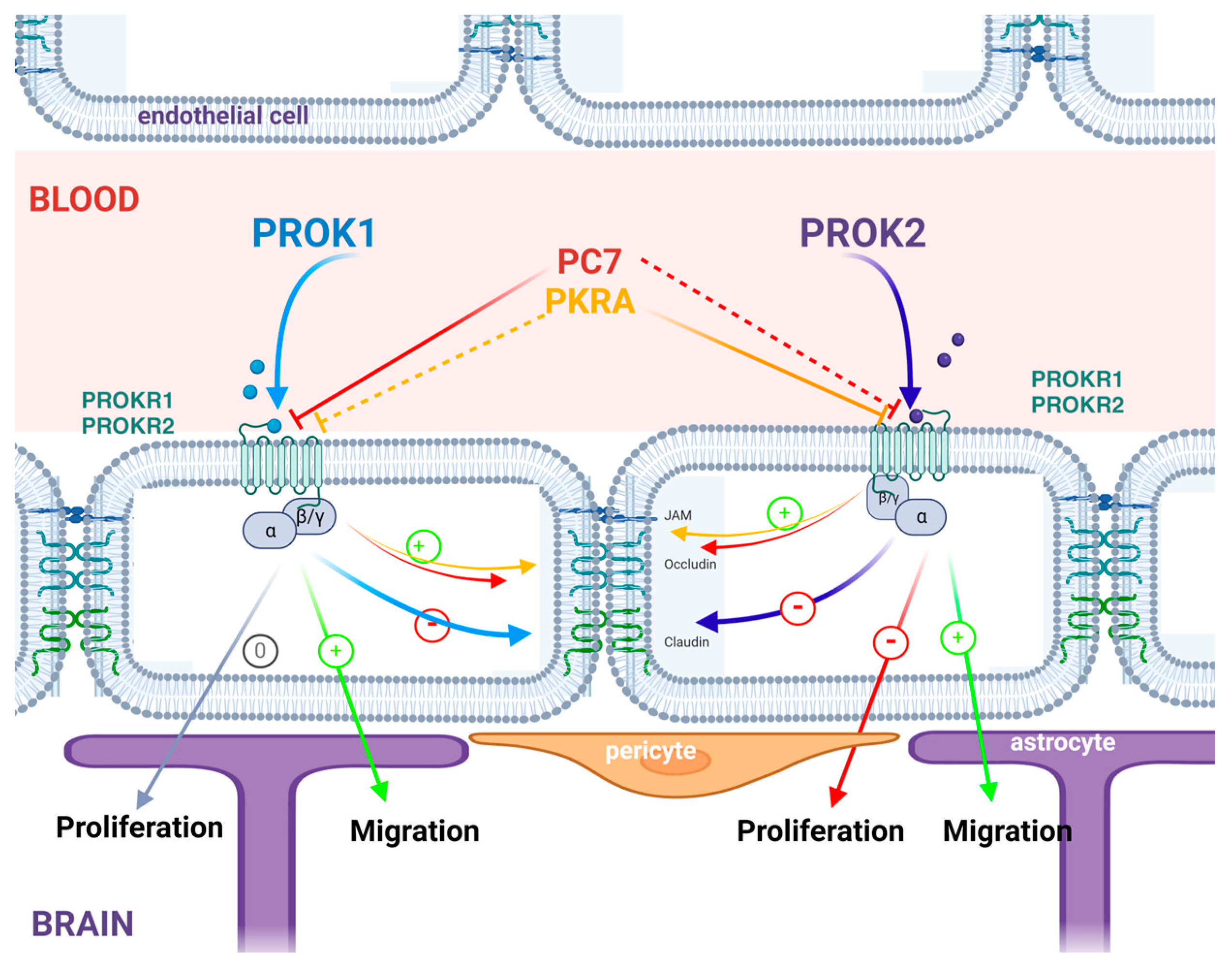 Ijms 24 15428 g008 Ijms 24 15428 g008