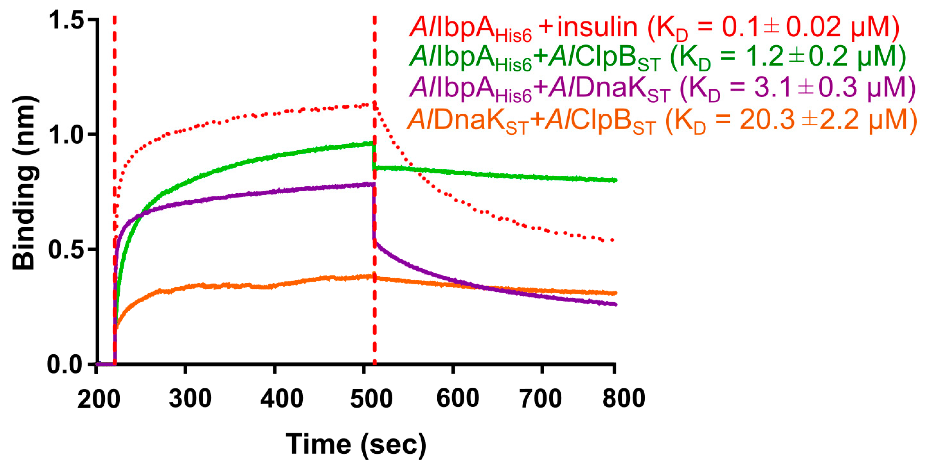IJMS Free FullText The Functionality of IbpA from Acholeplasma