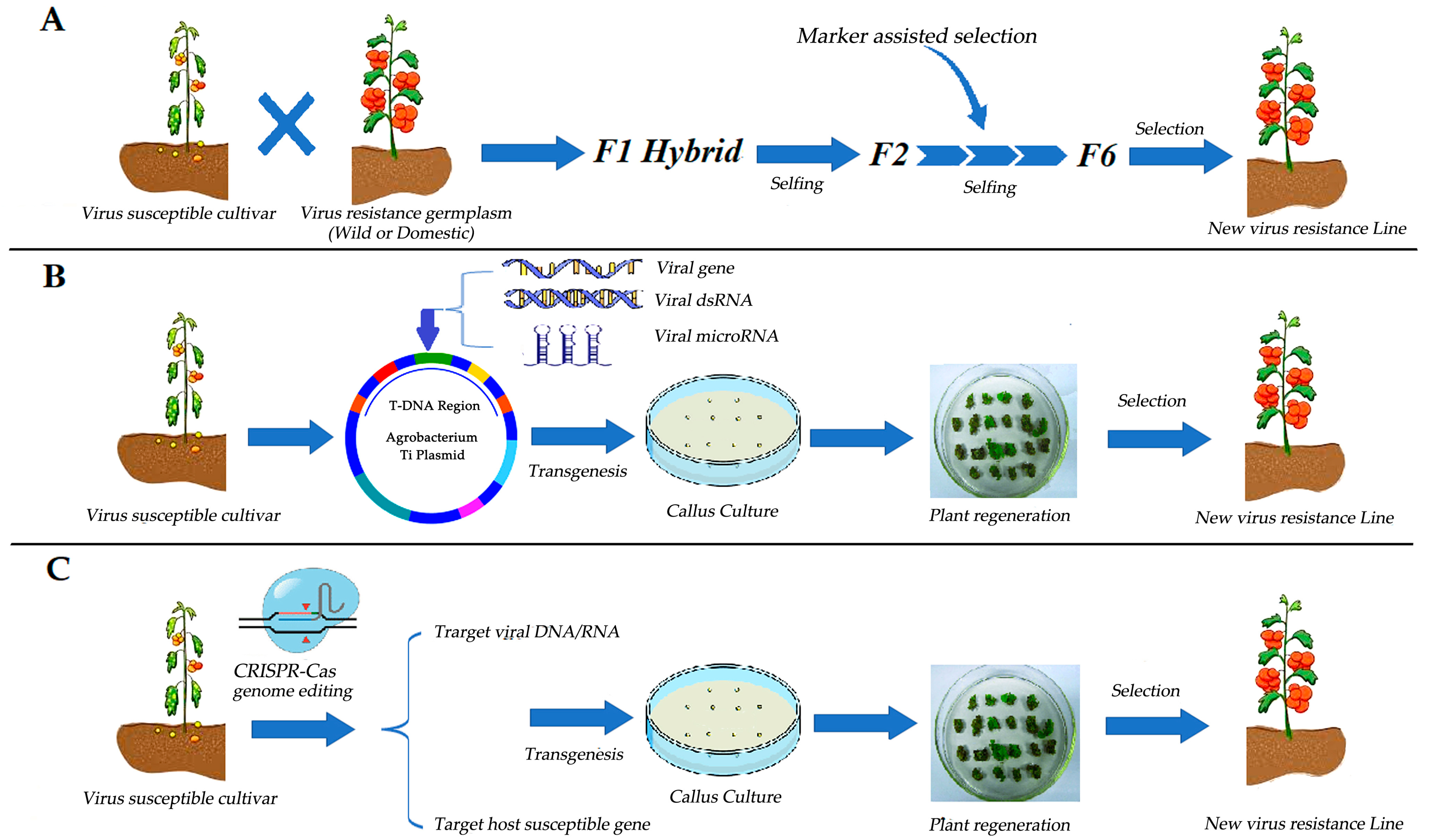 Ijms 24 15448 g002 Ijms 24 15448 g002
