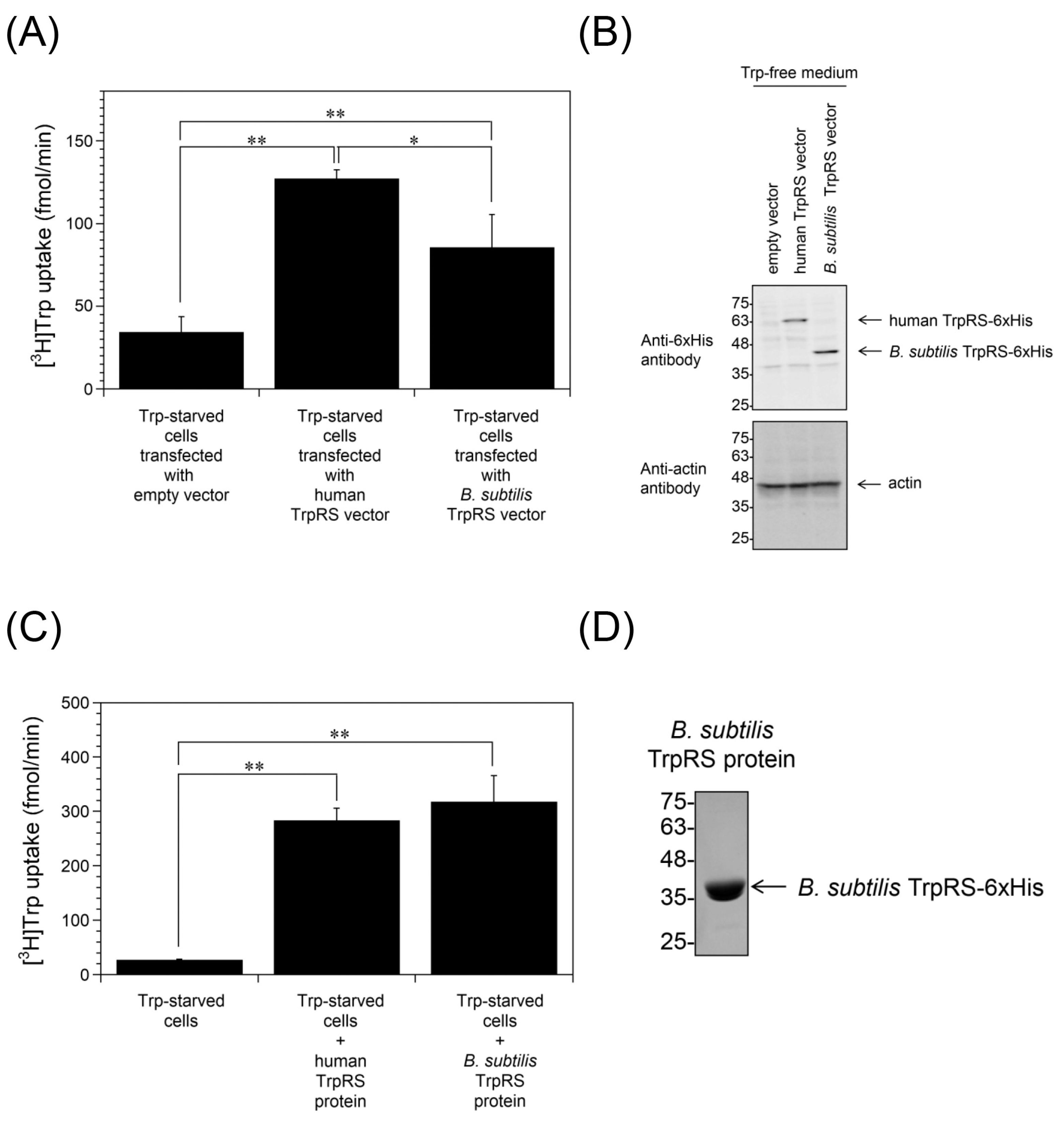 Ijms 24 15453 g004 Ijms 24 15453 g004