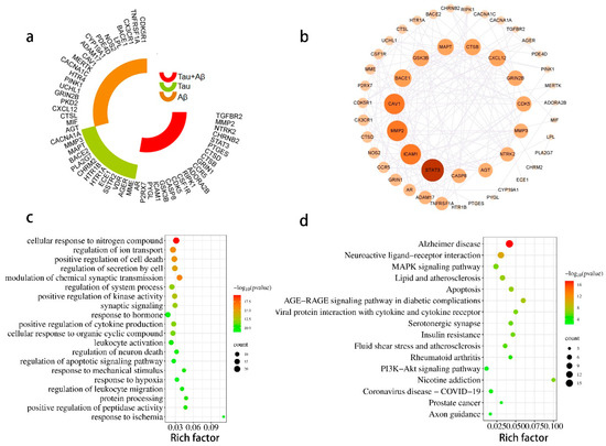 Identification of Uncaria rhynchophylla in the Potential Treatment