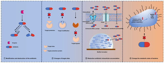 ファッション姫 通販 of Combination The Antibiotic Compounds Non-Antibiotic and 米・雑穀・粉類