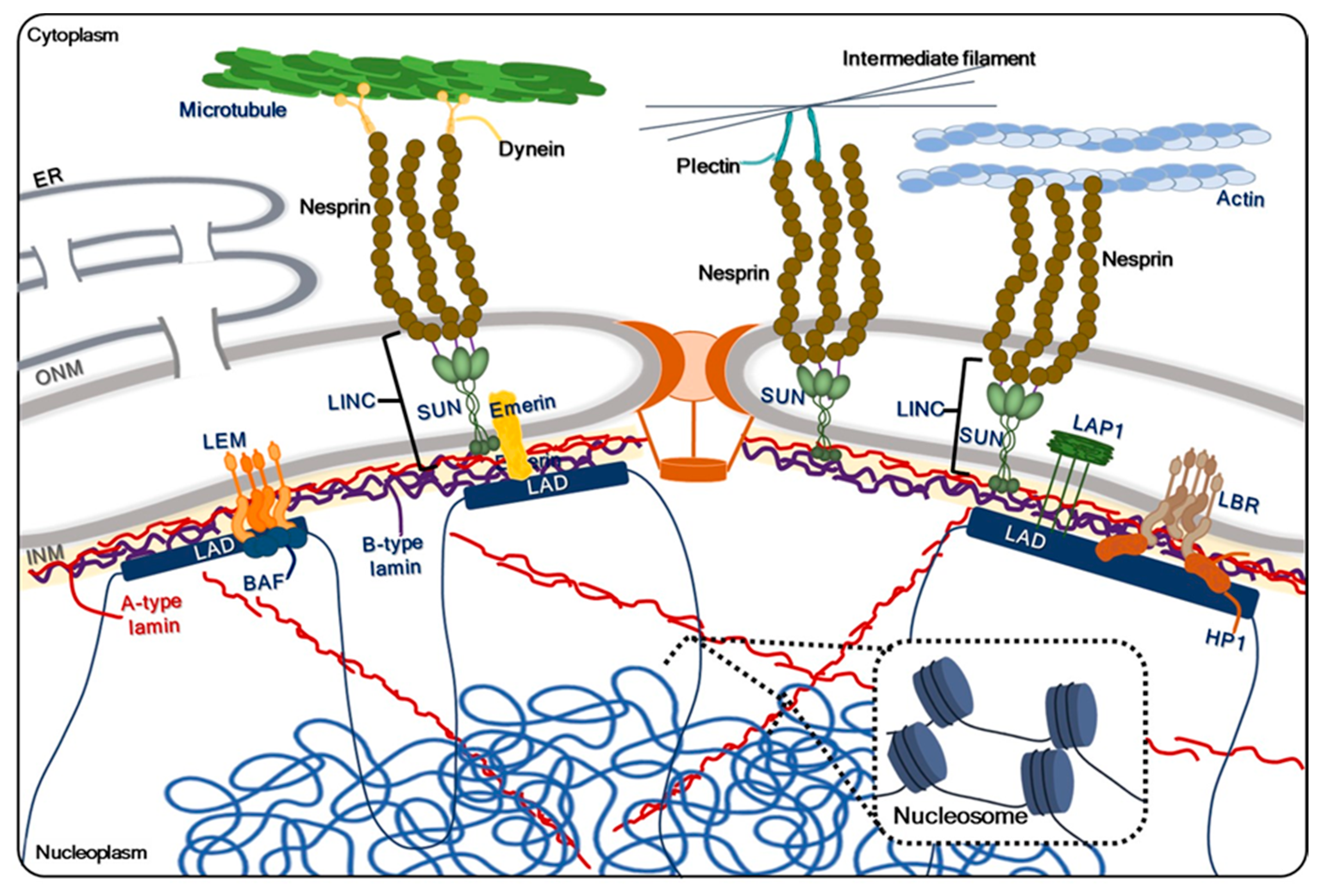 IJMS | Free Full-Text | Molecular Mechanisms for the Regulation of Nuclear  Membrane Integrity