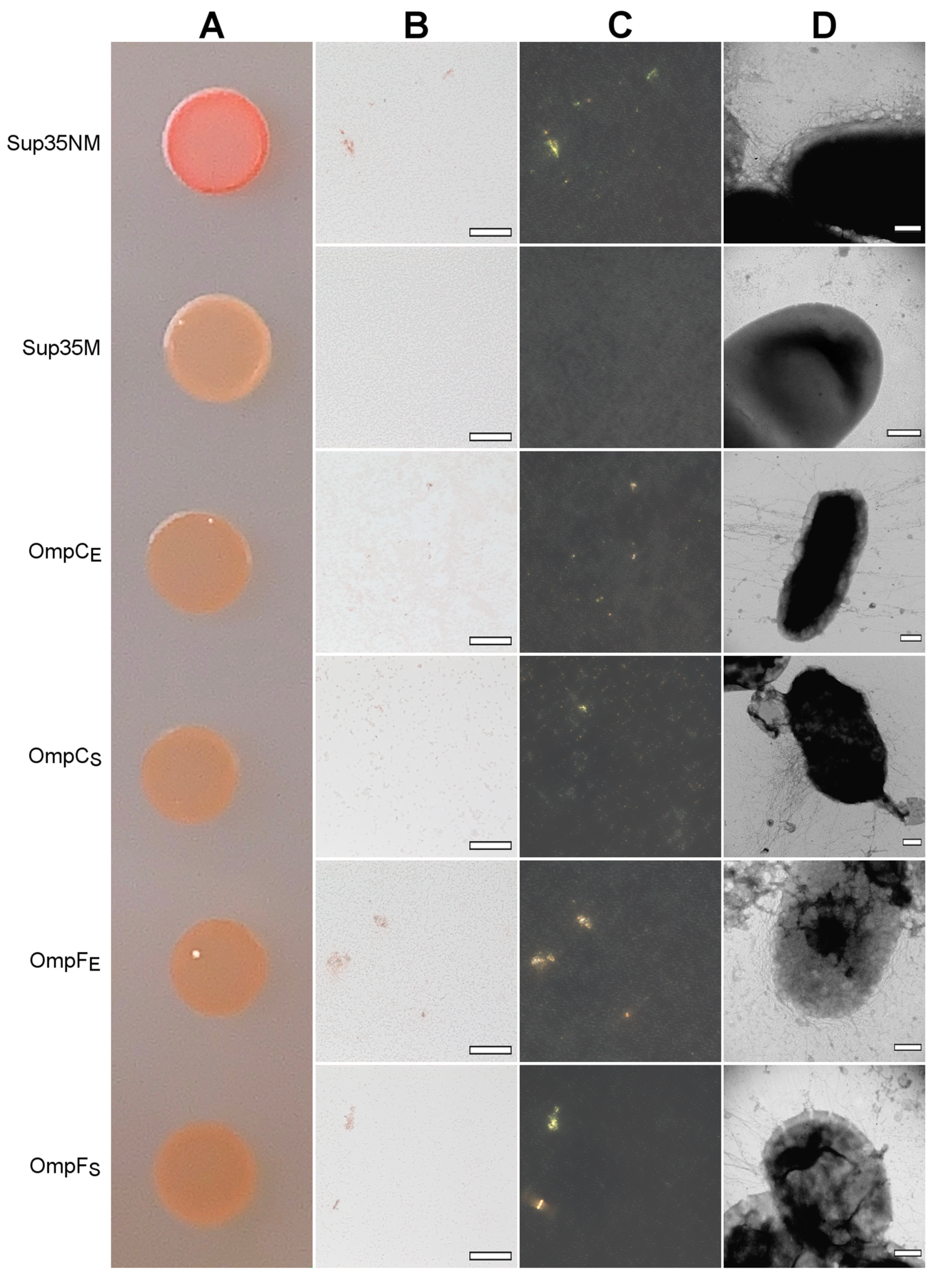 Ijms 24 15522 g005 Ijms 24 15522 g005