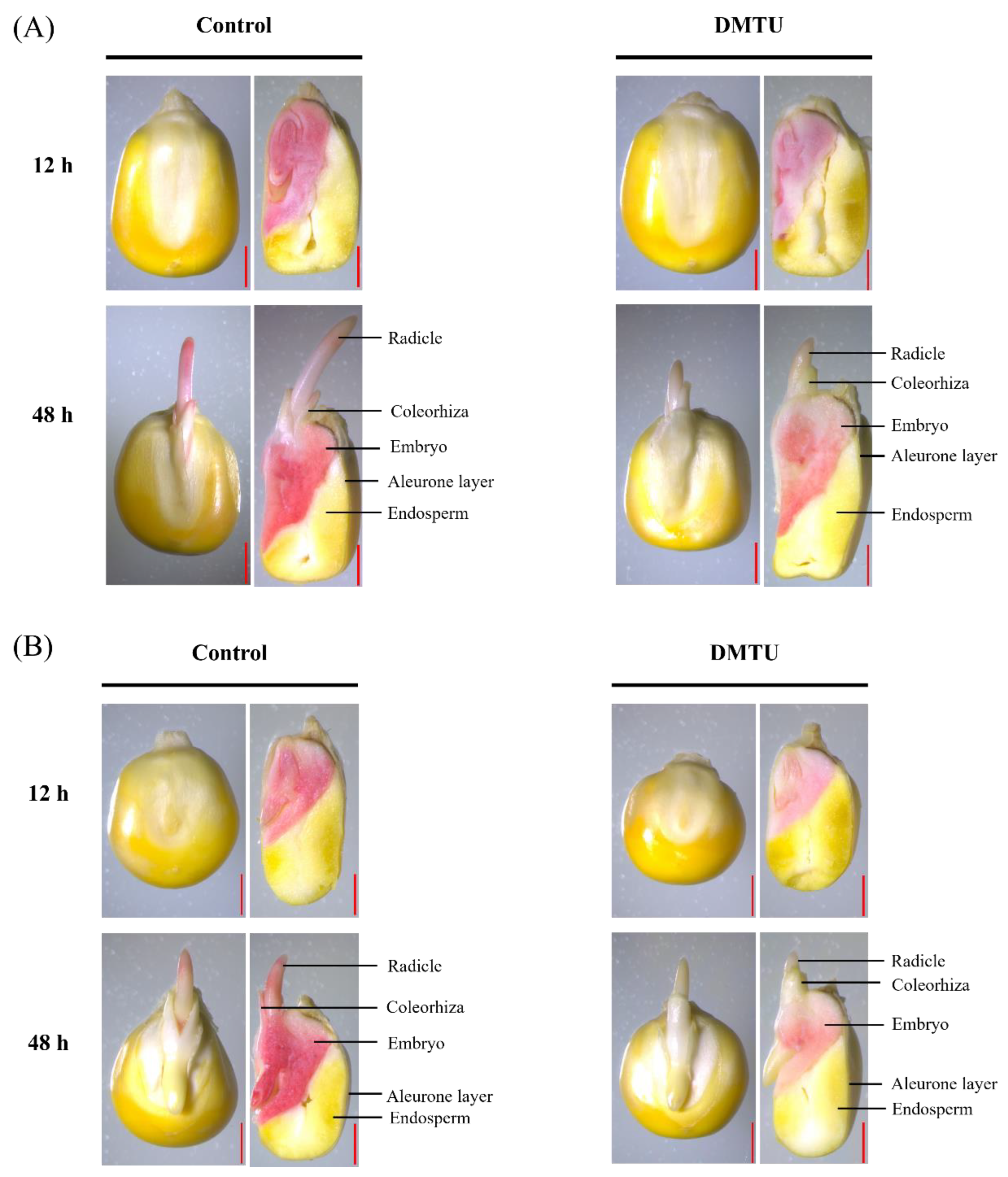 Ijms 24 15557 g002 Ijms 24 15557 g002