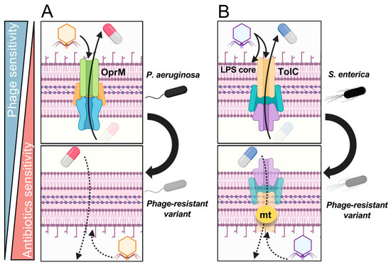 IJMS | Free Full-Text | Fitness Trade-Offs between Phage and Antibiotic ...