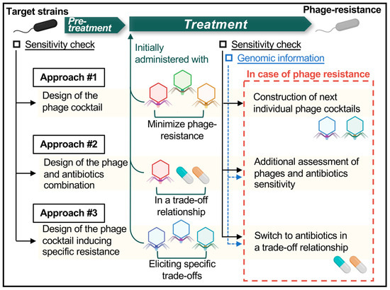 IJMS | Free Full-Text | Fitness Trade-Offs between Phage and Antibiotic ...