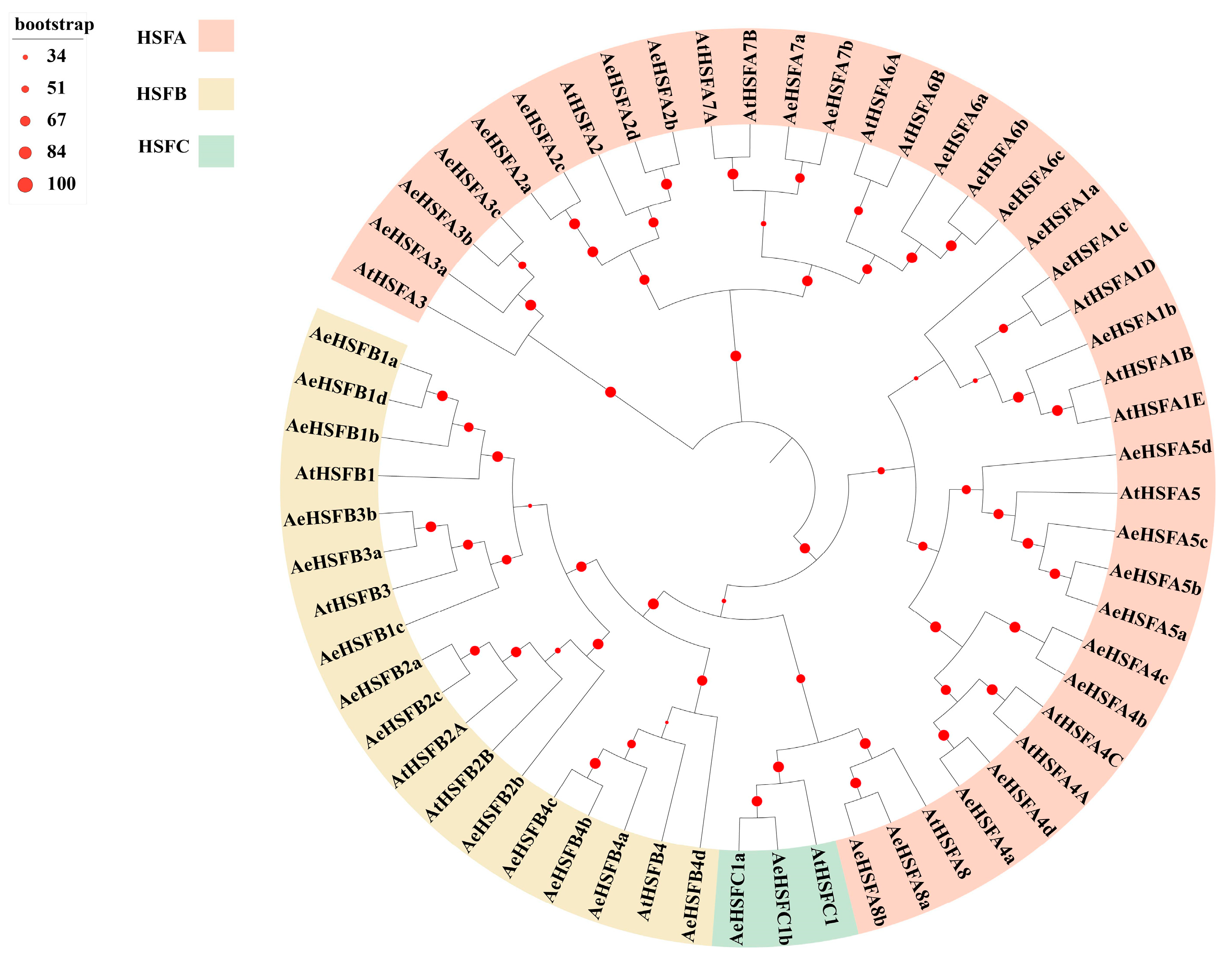 Genome-Wide Identification of HSF Gene Family in Kiwifruit Genome-Wide Identification of HSF Gene Family in Kiwifruit