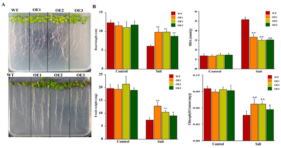 Genome-Wide Identification of HSF Gene Family in Kiwifruit and the ...