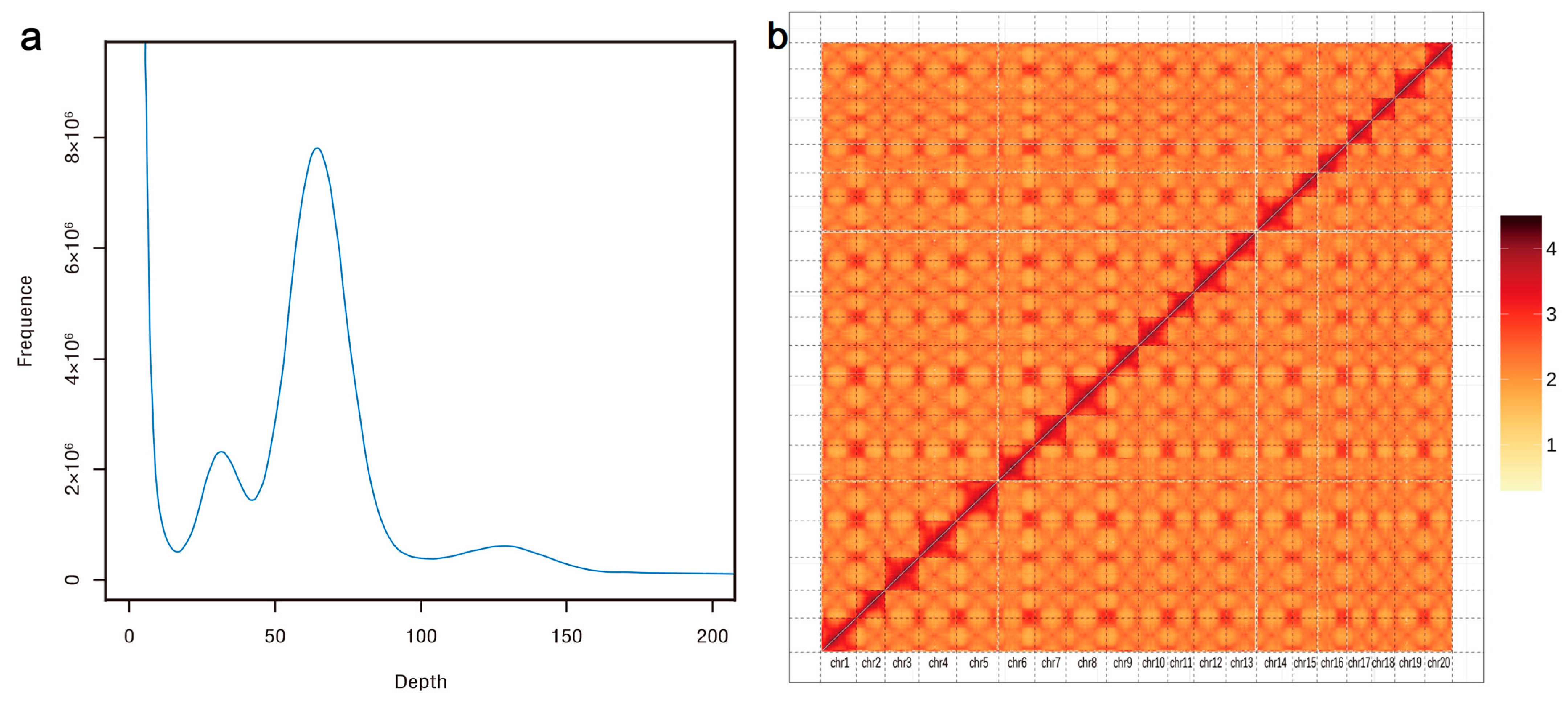 Construction of a High-Density Paulownia Genetic Map and QTL
