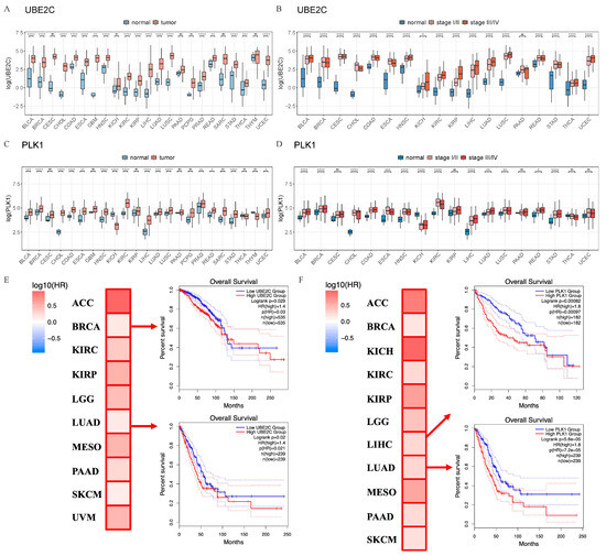 Combined Inhibition of UBE2C and PLK1 Reduce Cell Combined Inhibition of UBE2C and PLK1 Reduce Cell