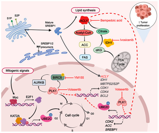 Combined Inhibition of UBE2C and PLK1 Reduce Cell Combined Inhibition of UBE2C and PLK1 Reduce Cell