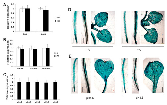 Overexpression of ZmSTOP1-A Enhances Aluminum Tolerance in